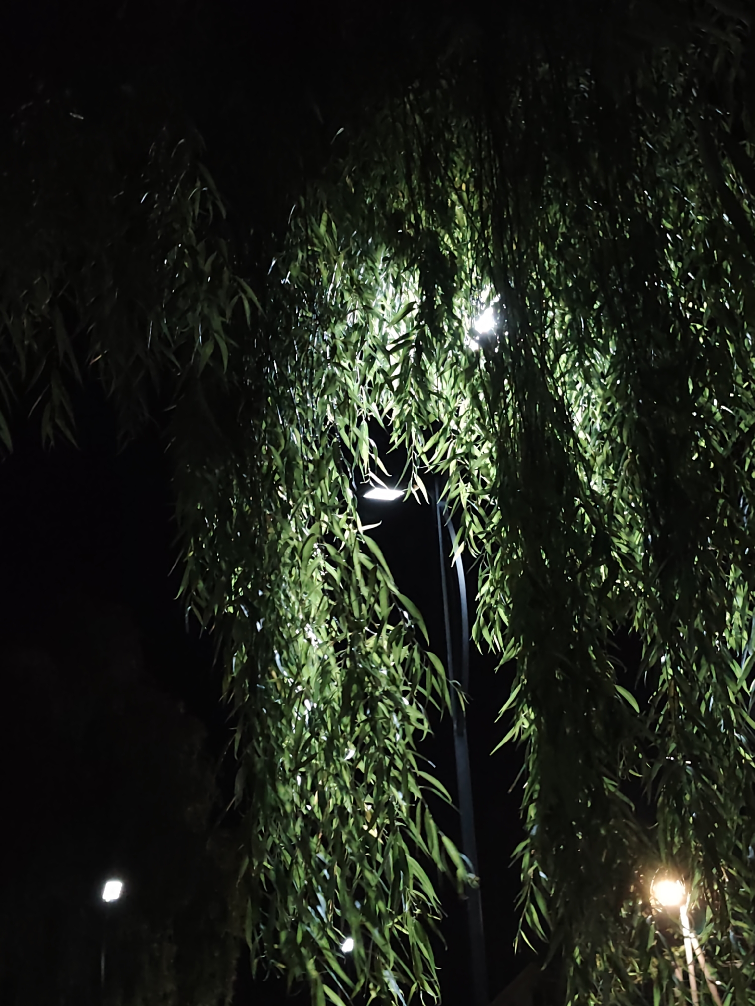 The image shows a low-angle view of weeping willow branches illuminated by streetlights at night. The branches, heavy with long, slender green leaves, hang down, creating a curtain-like effect. The dark background suggests an outdoor setting, likely a park or a tree-lined street within the city of Bălți, Moldova, given the provided context. Several streetlights are visible, some shining through the foliage, casting an ethereal glow on the leaves, while others are more distant and diffused. The scene is tranquil and atmospheric, with the lights creating a play of light and shadow among the dense greenery. There are no people or discernible activity depicted in the image.
