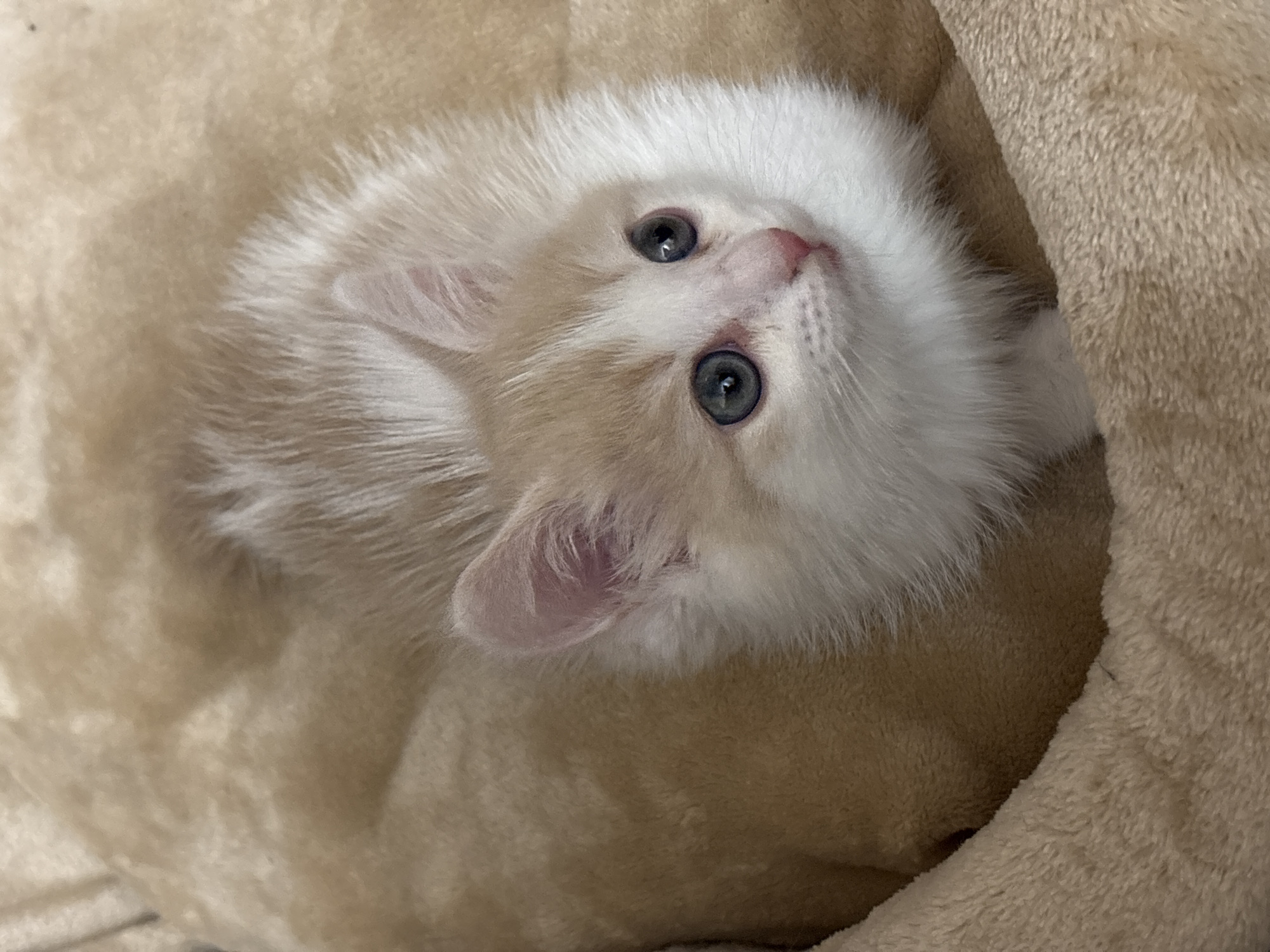 A close-up shot captures a kitten with primarily white fur and patches of light tan resting in a tan-colored, soft, possibly plush, cat bed or similar enclosure. The kitten is looking upwards with its eyes wide open. The background is blurred. The image does not contain any information to indicate the location in the city of Perm, Russia.