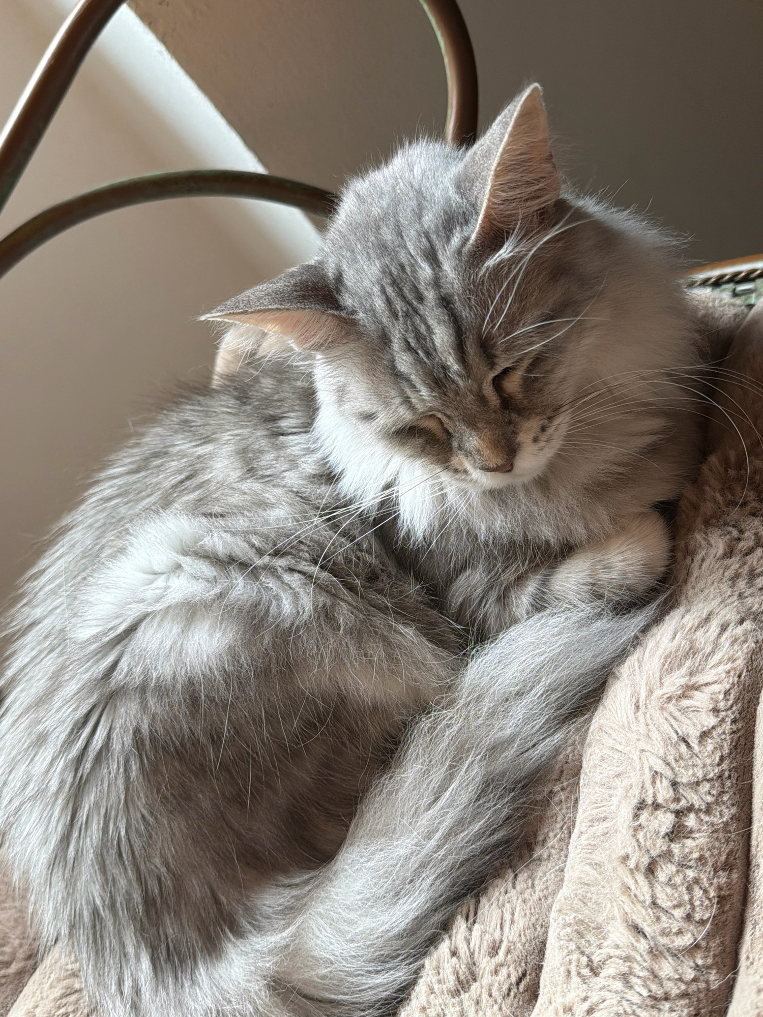 A long-haired, grey and white cat is curled up and sleeping on a light brown, fuzzy blanket. The cat's eyes are closed, and its head is tucked into its body. The cat's tail is wrapped around its body. The background is blurred and appears to be a light-colored wall and a dark metal object. The image is taken from a close-up perspective, focusing on the cat. There is no indication of Prague, Czechia.