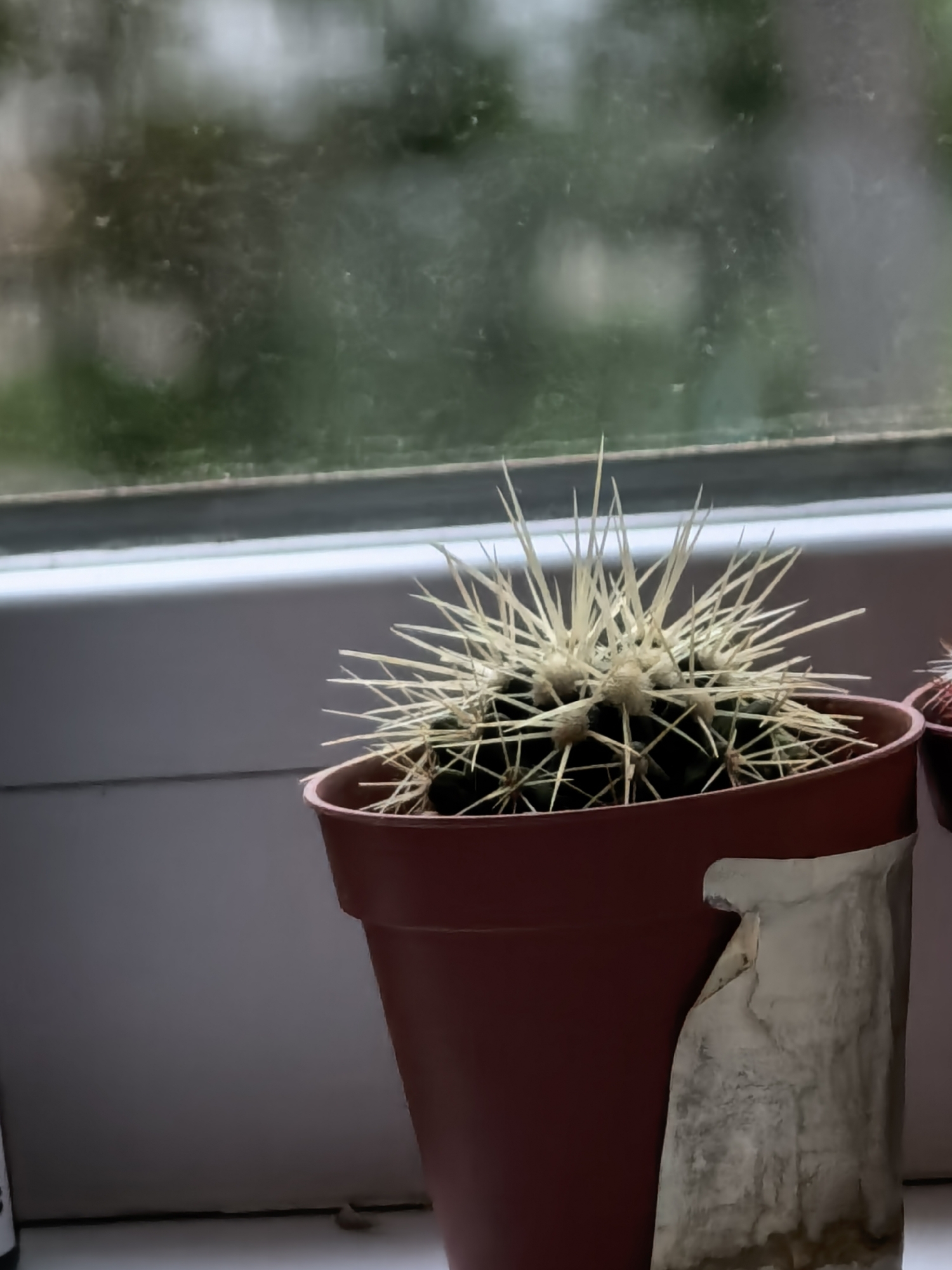 A close-up shot shows a round cactus with long, light-colored spines in a red plastic pot, positioned on a windowsill. The cactus is centered in the frame, with the pot slightly off-center to the left. Another similar cactus is cut off partially on the right side. A section of the pot on the right has a large patch of peeling white material, possibly old adhesive or plaster. The windowsill is white, with a blurry view of trees and buildings visible through the window behind the cactus. The light is diffused, suggesting an overcast day. There is no indication that the photo was taken in the city of Sterlitamak, Russia.