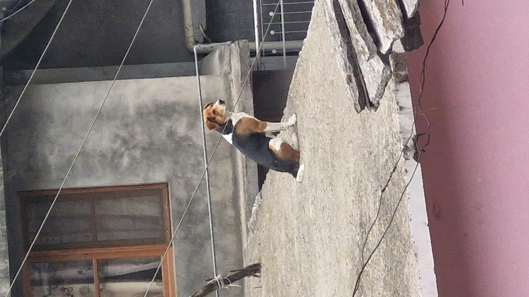 In the city of Vashisht, India, a medium-sized dog with tri-colored fur sits on a concrete rooftop. The dog, predominantly black with brown and white markings on its face, chest, and paws, is facing to the right and looking away from the camera. Behind the dog, a grey concrete building with a wooden-framed window is visible. Several wires are strung across the scene, obscuring parts of the background. The foreground shows another rooftop with a pink wall below, suggesting an urban or semi-urban environment. The lighting indicates it may be daytime, possibly overcast.