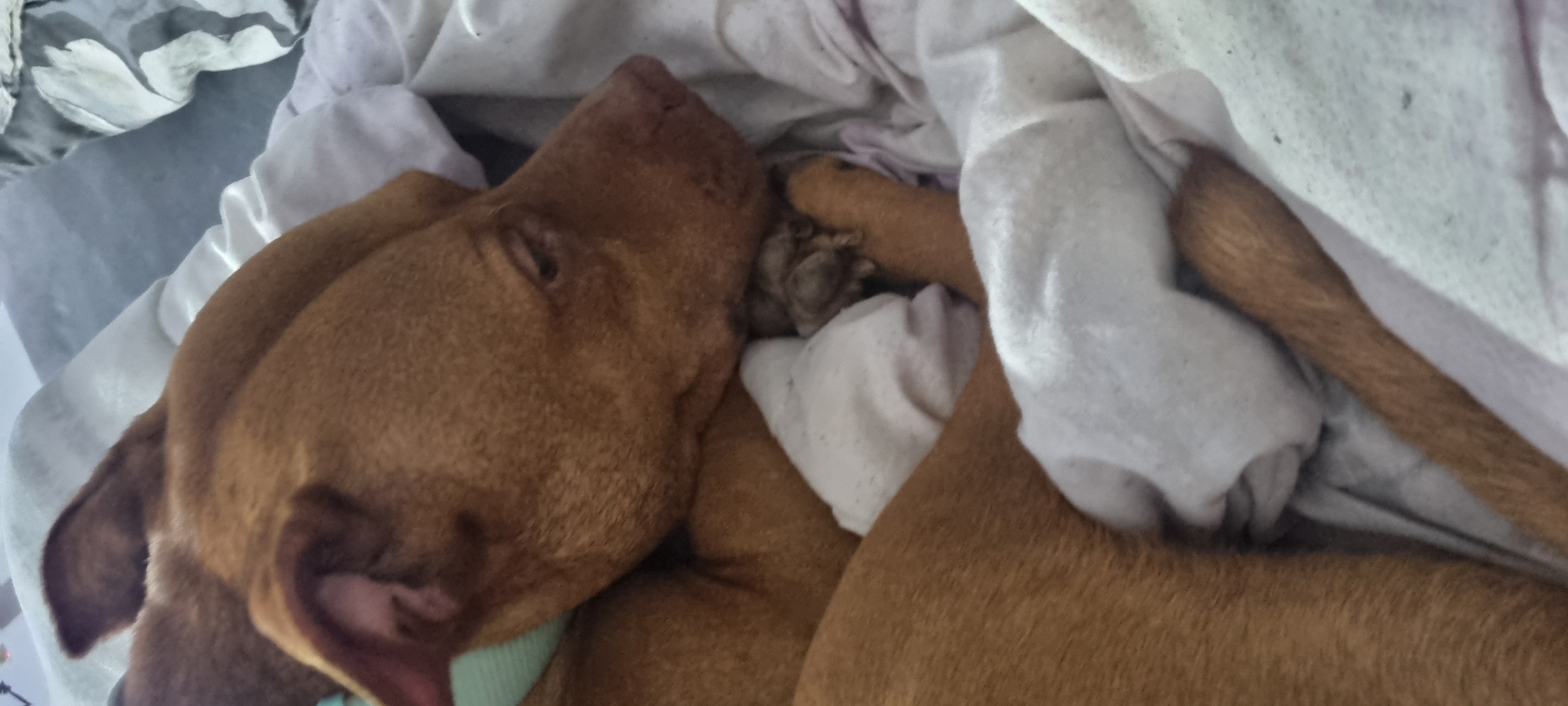The image features a close-up of a brown, short-haired dog, resembling a pit bull or similar breed, sound asleep and nestled among soft, light-colored bedding. The dog is positioned on its side, with its eyes closed, indicating a peaceful sleep. Its fur is a warm reddish-brown hue. A light teal or mint green collar is visible around its neck. One ear is partially seen in the foreground, while the other is mostly covered by the dog's head or the bedding. Its paws are tucked in, partially obscured by the white and off-white blankets or sheets that surround it. The bedding appears rumpled, suggesting the dog is comfortably burrowed. The scene conveys a sense of deep relaxation and contentment. The lighting implies it is daytime, possibly from natural light entering an indoor space. There is no visible text in the image.