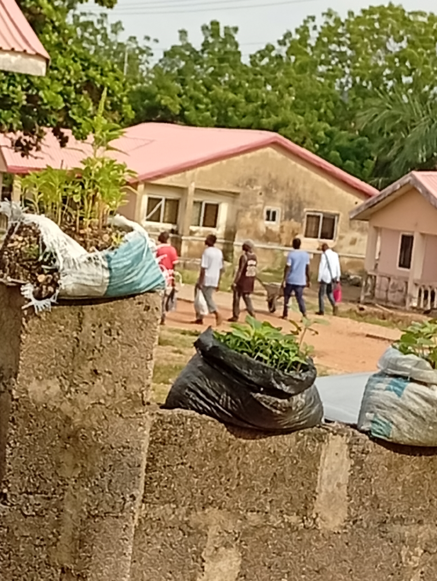 The image depicts an outdoor scene with several people walking near a light-colored building with a pink roof. In the foreground, there are large concrete structures topped with sacks containing plants. One sack is white with blue and green stripes, and another is black. The background shows trees and a building that appears to be a residential structure.
The people are walking on a dirt path. From left to right, the first person is wearing a red shirt and what appears to be a patterned skirt or fabric. The second person is wearing a white t-shirt and dark pants. The third person is wearing a dark t-shirt with a graphic and light-colored pants, and is pushing a wheelbarrow. The fourth person is wearing a blue t-shirt and dark pants. The fifth person is wearing a white shirt and dark pants, carrying a red bag. The sixth person is wearing a white shirt and dark pants.
The environment appears to be a rural or semi-urban area. The buildings are simple in construction, and the vegetation is lush. The overall atmosphere is one of everyday activity.