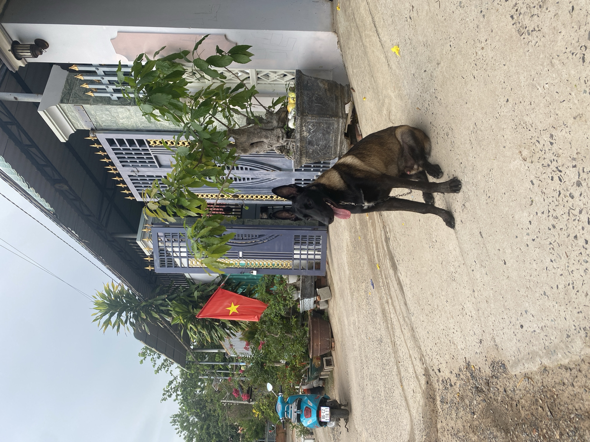 The image depicts an outdoor scene in Mũi Né, Vietnam. A brown and black dog, likely a Belgian Malinois or similar breed, lies on a concrete surface, its tongue protruding. The dog is connected to a chain. Behind the dog is a house or building with a blue metal gate adorned with gold-colored decorative elements. A potted plant stands near the gate. The flag of Vietnam is visible further back, along with a blue scooter parked nearby. The sky is overcast.