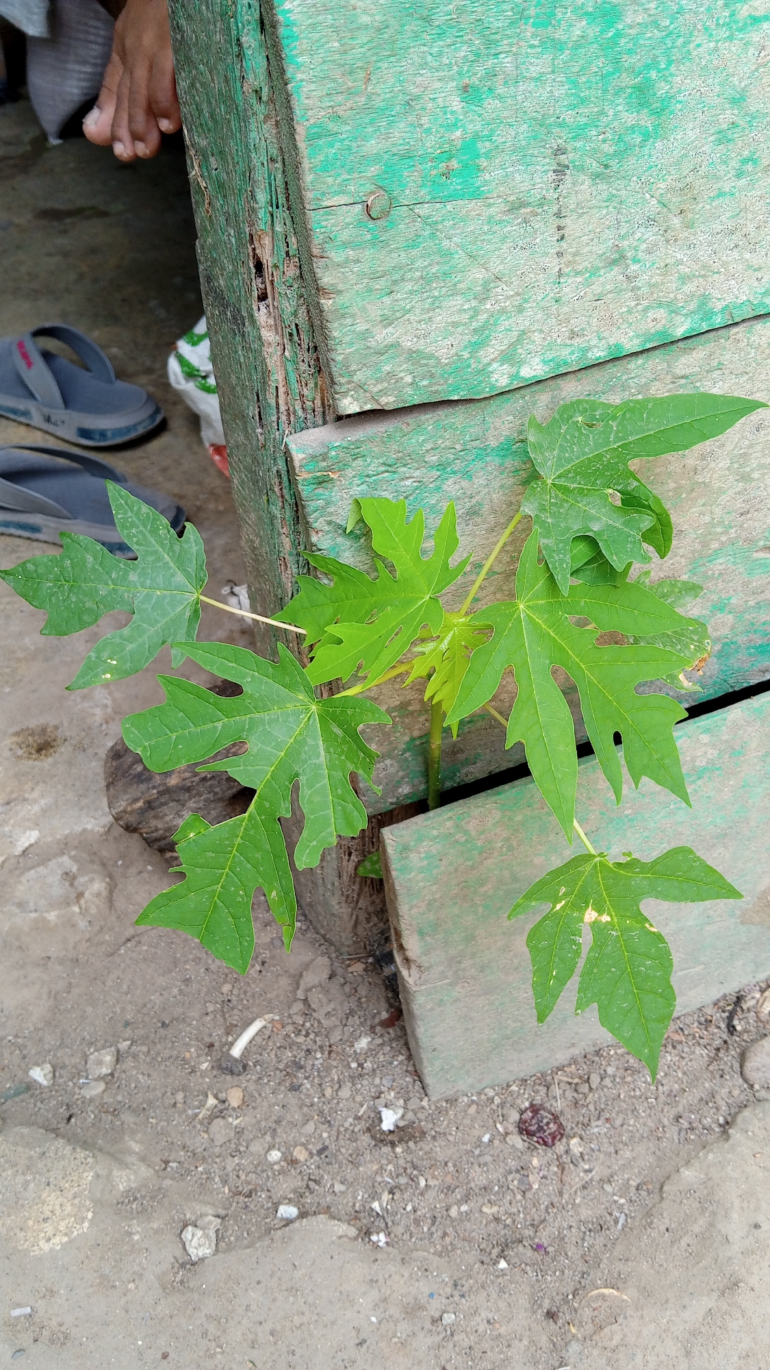 A young papaya plant with several palmate leaves grows between two weathered, green-painted wooden planks. The planks appear to be part of a structure, possibly a fence or enclosure, with visible wood grain and some decay. To the left of the plants, a person's bare feet are visible, along with a grey sandal. The ground is composed of dirt and small pebbles. The scene is likely an outdoor setting in Kebonbaru, Indonesia, given the presence of tropical vegetation and the overall environment.