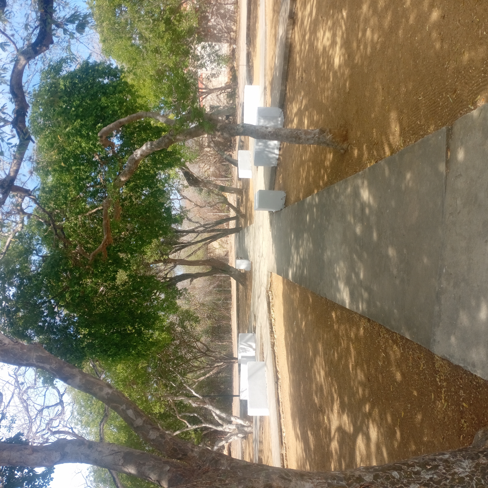 The image captures a long, concrete walkway bordered by trees on either side in an area of Unknown, Unknown. The walkway is the central element, casting a gray stripe through the scene. On both sides of the walkway, there are square, white structures, possibly benches or markers, aligned along the path. The trees are mostly bare, with some sprouting green foliage, and their branches reach over the walkway, casting dappled shadows. The ground on either side of the walkway is covered in a tan-colored surface, possibly dirt or sand, also marked by the shadows of the trees. The overall impression is that of a quiet, park-like setting.