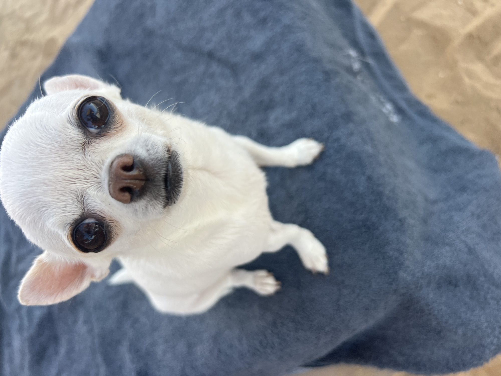 A white chihuahua dog with large, dark eyes sits on a dark blue towel. The towel is placed on a sandy surface, suggesting an outdoor location. The dog is facing the camera, with its head slightly tilted. Its ears are perked up. The background consists of the towel and sand. There are no people visible in the image. The context provided about Sharm El Sheikh, Egypt is not directly inferable from the image itself.