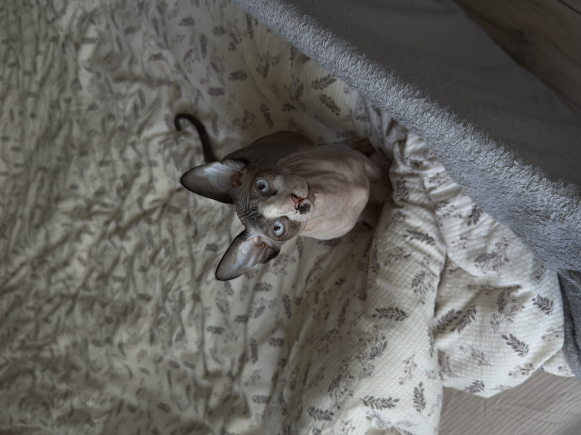 A hairless cat is sitting on a patterned blanket, looking upwards. The blanket is primarily white with a repeating pattern of grey floral designs. Part of a grey, fuzzy blanket is covering the top right of the frame. Wooden flooring is visible on the right side of the image. The location is an indoor space, in the city of Unknown, Unknown.