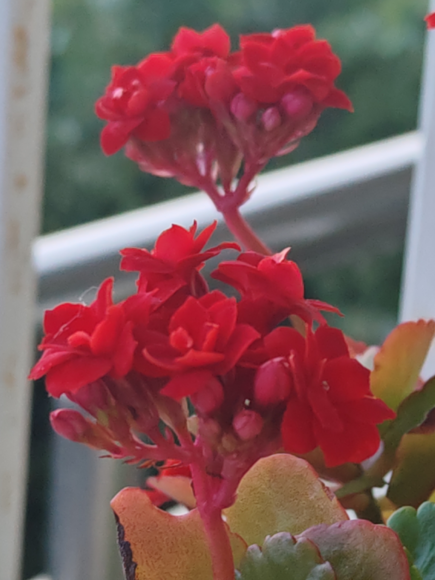 A close-up, vertical photograph features a flowering plant characterized by vibrant red blossoms. The plant displays two primary clusters of small, multi-petaled red flowers, with additional reddish-pink buds present within the clusters and along the stems. Some individual petals bear minute, reflective droplets. The supporting stems are reddish in hue. Partially visible beneath the flower clusters are several thick, succulent-like leaves exhibiting a gradient of colors from green to yellow, orange, and reddish-brown, with undulating or scalloped edges. The background is rendered out of focus, revealing blurred green masses and indistinct, light-colored linear structures, possibly indicating an outdoor setting with a railing or building element behind the plant. No individuals or explicit actions are discernible within the frame.