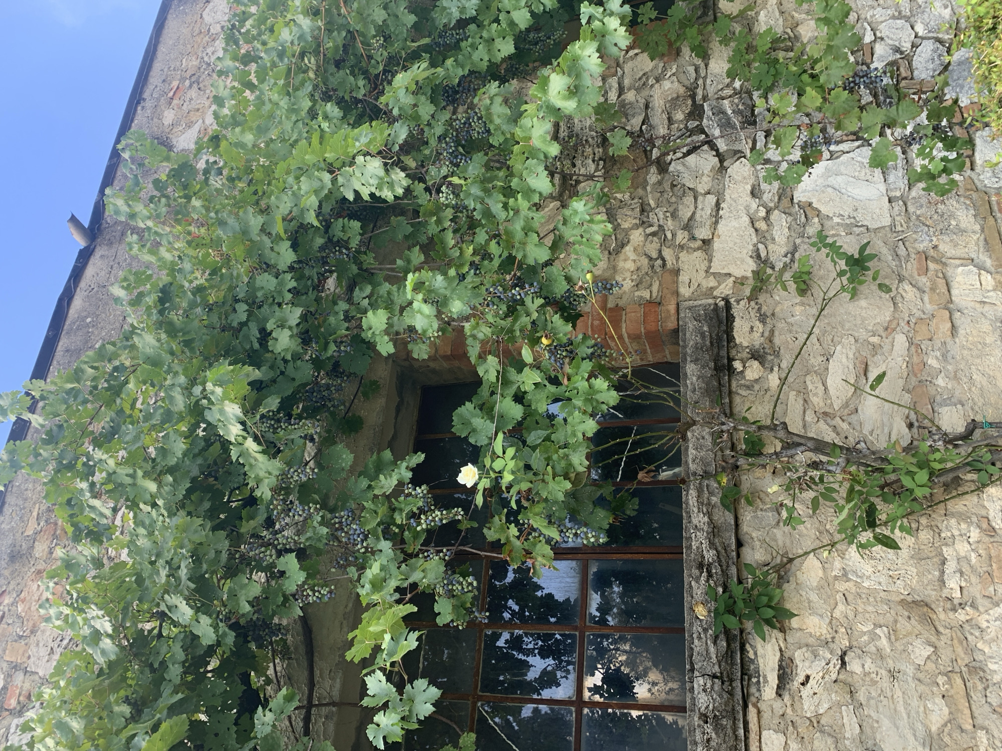 A close-up, eye-level shot captures a weathered stone wall with a window, overgrown with lush green grapevines bearing clusters of dark purple grapes and a single white rose in bloom. The stone wall, constructed from rough-hewn blocks of varying sizes, shows signs of age and erosion. To the left, a dark-paned window with a rusty metal frame interrupts the stone facade, reflecting the surrounding foliage and sky. The grapevines, abundant with broad, lobed leaves, cascade over the wall and window, their tendrils clinging to the masonry. Bunches of ripening grapes, a mix of deep blues and purples, are nestled amongst the leaves. A delicate white rose, its petals unfurled, blooms on a smaller vine to the right of the window. The overall scene evokes a sense of rural charm and the passage of time, suggesting the location is an older building in the Italian countryside.