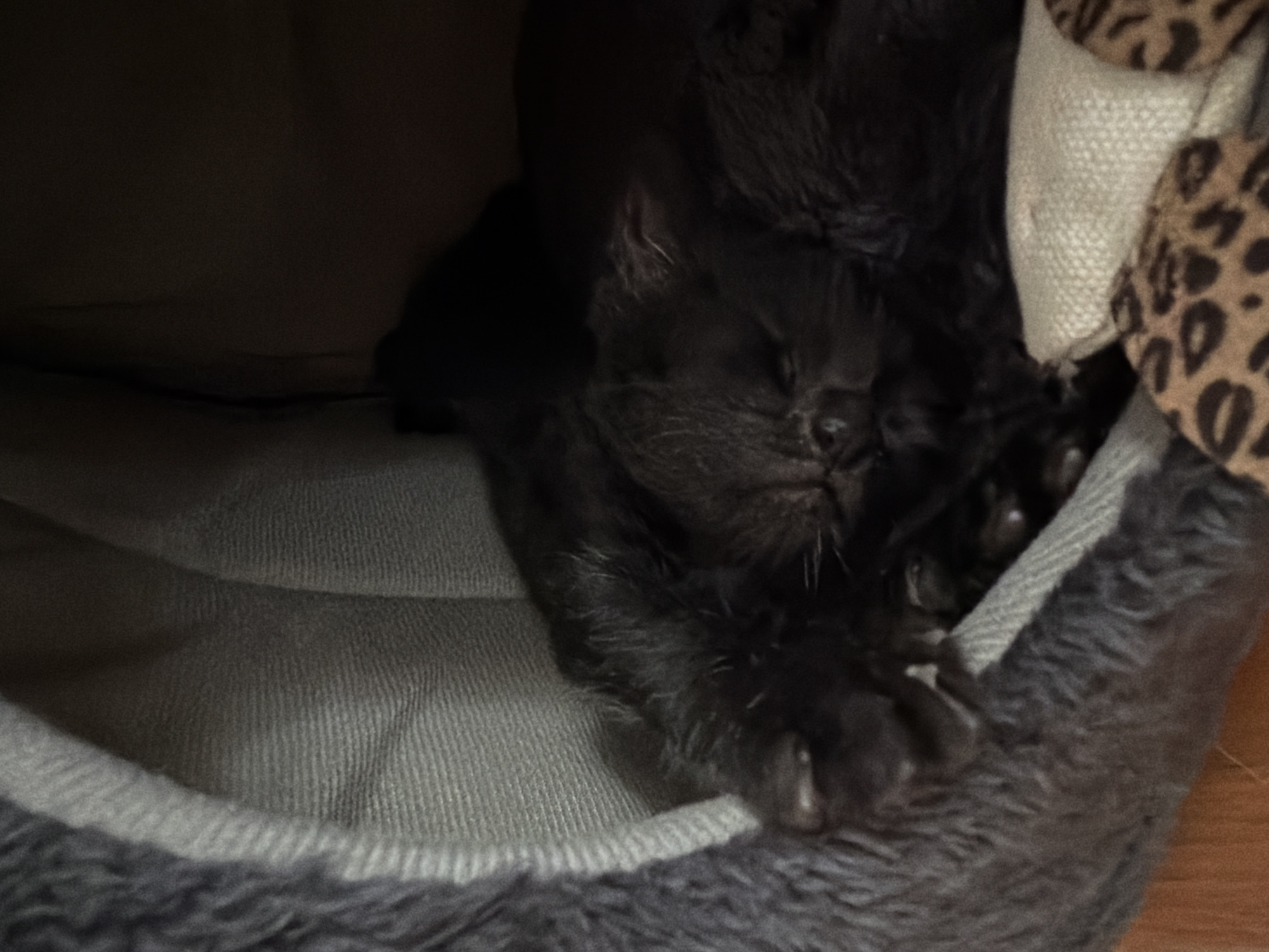 A close-up shot shows two black cats sleeping in a plush gray cat bed. The cats are curled up together, their fur appearing soft and dark. One cat's face is partially visible, showing closed eyes and whiskers. The cat bed is lined with a textured gray fabric, and a portion of a leopard-print toy is visible in the lower right corner. The background is dark, suggesting an indoor environment. No specific location in Podgorica, Montenegro, can be determined from the image.