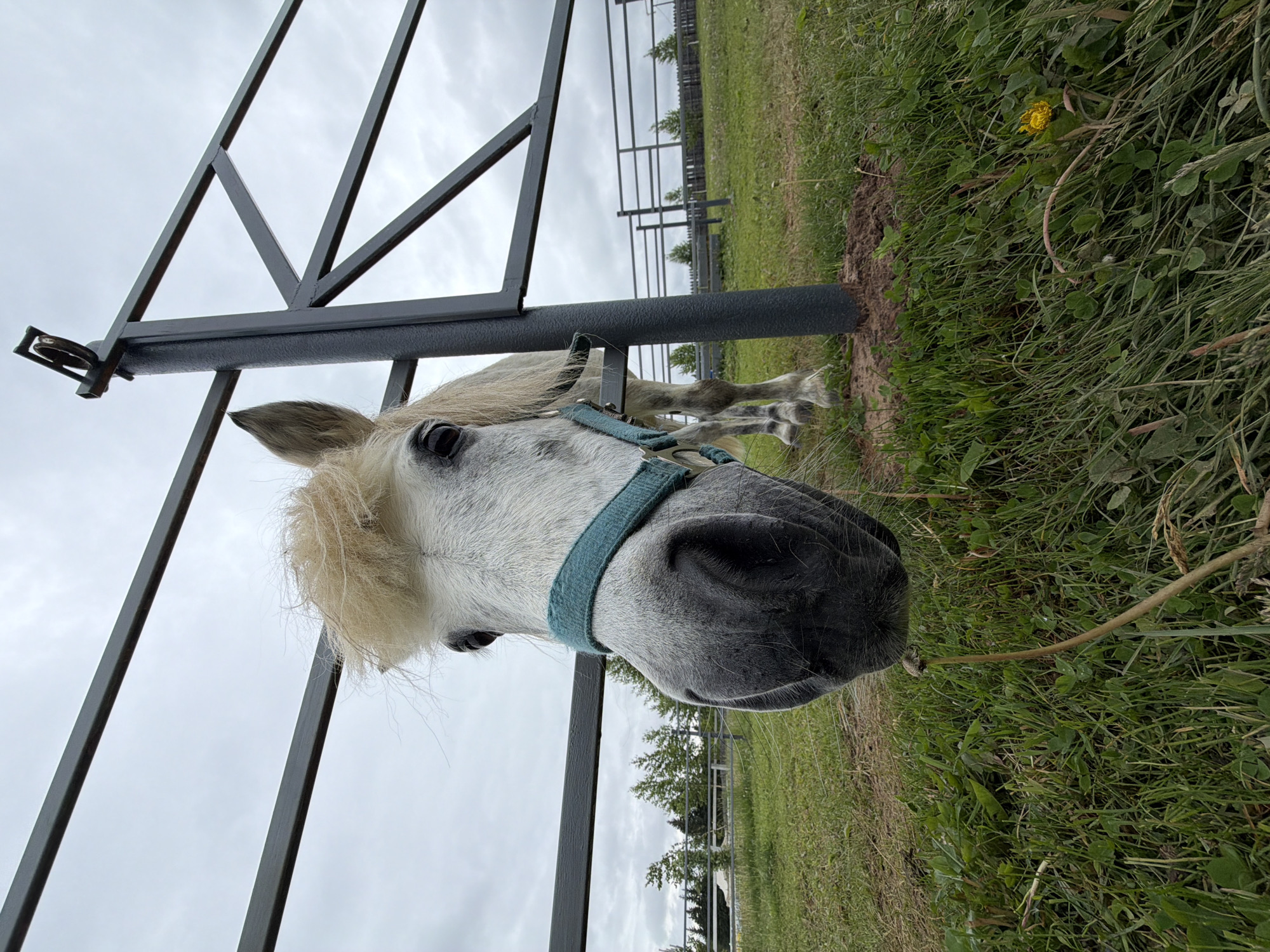 The scene in Kechur, Russia depicts a close-up, low-angle perspective of a light grey and white horse looking directly at the camera. The horse's muzzle, marked with darker grey fur, is positioned prominently in the foreground, wearing a teal-colored halter. Its eyes are visible, and its blonde forelock is ruffled. The horse is positioned behind a dark grey metal fence or gate structure, with a thick vertical post on the right side of its head and horizontal and diagonal bars extending behind it. In the immediate foreground, green grass with clover and a single yellow dandelion bloom on the right side are visible. The midground features additional fence segments and a grassy field leading to a line of small to medium evergreen trees. The background shows an overcast, light grey sky. No people are visible.