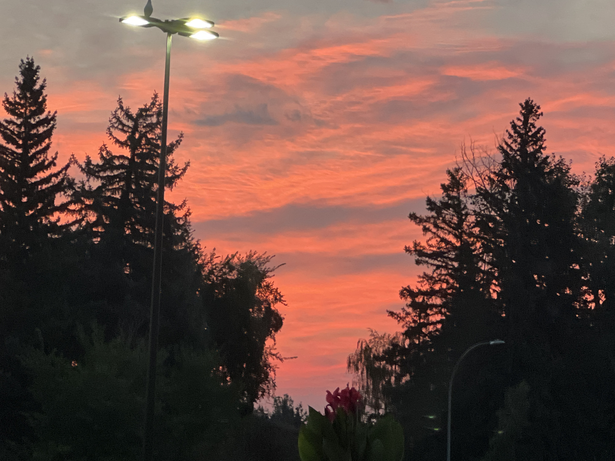This is a photograph of a vibrant sunset over Calgary, Canada. The sky is a dramatic canvas of orange and pink hues, with streaks of clouds illuminated by the setting sun. Silhouetted against this colorful sky are the dark shapes of evergreen trees, their branches reaching upwards.
In the foreground, a streetlamp with four bright lights stands tall on the left side of the frame. A small bird is perched on the top of the streetlamp. To the right, another streetlamp with a curved pole is visible, its light illuminating a small section of the dark foliage. At the bottom center of the image, a vibrant pink flower with green leaves is in focus, adding a splash of color to the foreground. The overall scene suggests an urban park or residential area on the outskirts of the city during twilight.