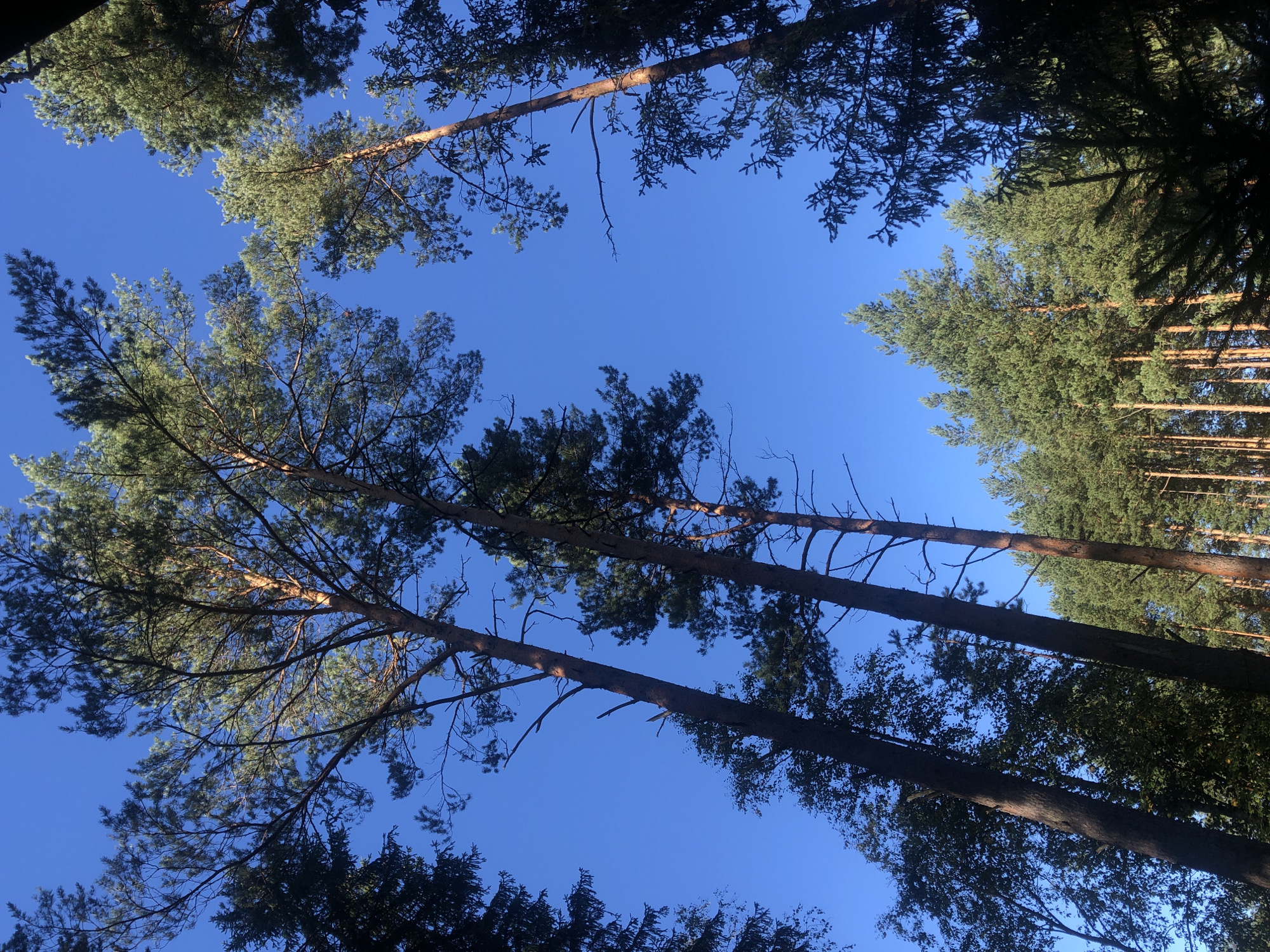 The image is a low-angle shot looking up at tall pine trees against a clear, bright blue sky. The trees are densely packed in a forest setting. Some of the tree trunks are a reddish-brown, while others are darker. The needles on the trees are a vibrant green. The sunlight is filtering through the branches, creating a dappled effect. There are no people or animals visible in the image. The scene depicts a natural, serene environment, characteristic of a forest area. The location is identified as Arfa, Russia.