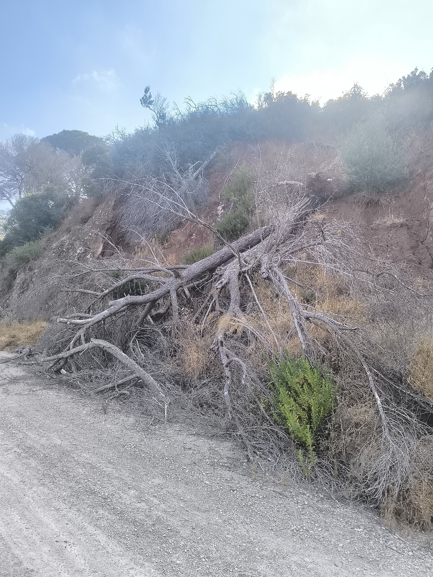 The image depicts a fallen tree lying across a dirt road in a dry, hilly landscape. The tree is desiccated and appears to be old, with numerous branches spread out. The surrounding vegetation is sparse and consists of dry grasses and some green shrubs. The ground is covered with gravel and dirt. In the background, there is a steep, eroded embankment with scattered trees and bushes. The sky above is clear and blue, with a bright sun casting a slight haze over the scene. The location is identified as Palmela, Portugal.
