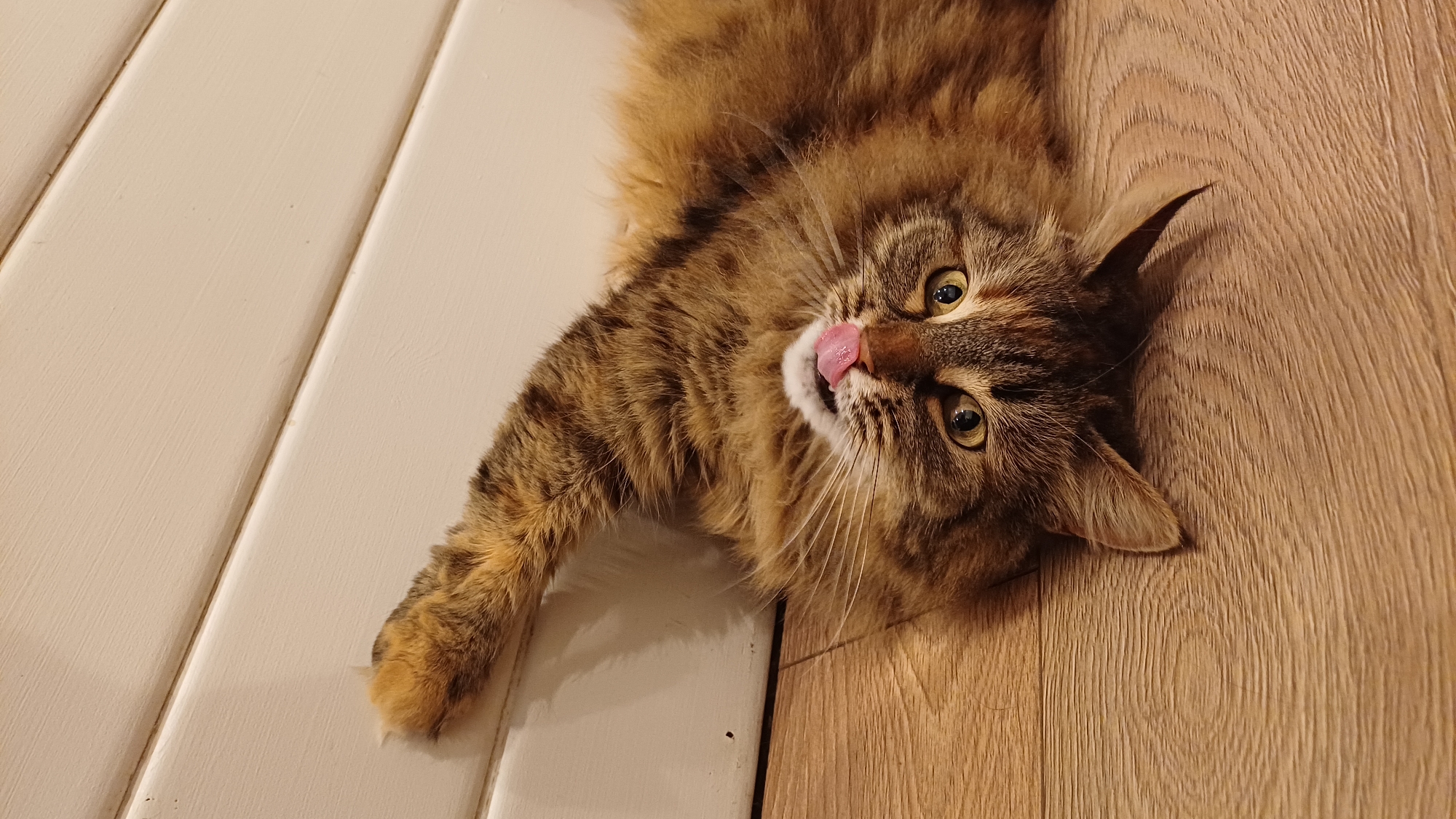 A fluffy domestic cat lies on an indoor floor, looking directly at the viewer with its tongue extended, appearing to lick its nose or mouth. The cat has long, multi-toned fur with tabby stripes in shades of brown, ginger, and caramel. Its eyes are a bright green-yellow, and prominent white whiskers fan out from its muzzle. One of its front paws, tipped with ginger fur, is visible on the left side.
The cat is situated on a floor composed of two different materials, divided by a diagonal line running from the top left to the bottom right. To the left, the floor consists of light-colored, possibly painted wooden planks. To the right, it is a warm-toned wooden laminate or hardwood floor with a visible grain pattern. The cat's head and a portion of its body rest on the wooden floor, while its extended body and paw reach onto the lighter planks.
The lighting is consistent with an indoor setting, possibly artificial, casting a warm glow. The scene captures a candid moment of the cat, likely grooming or in a playful posture. There is no visible text in the image. The location is Timokhovo, Russia.