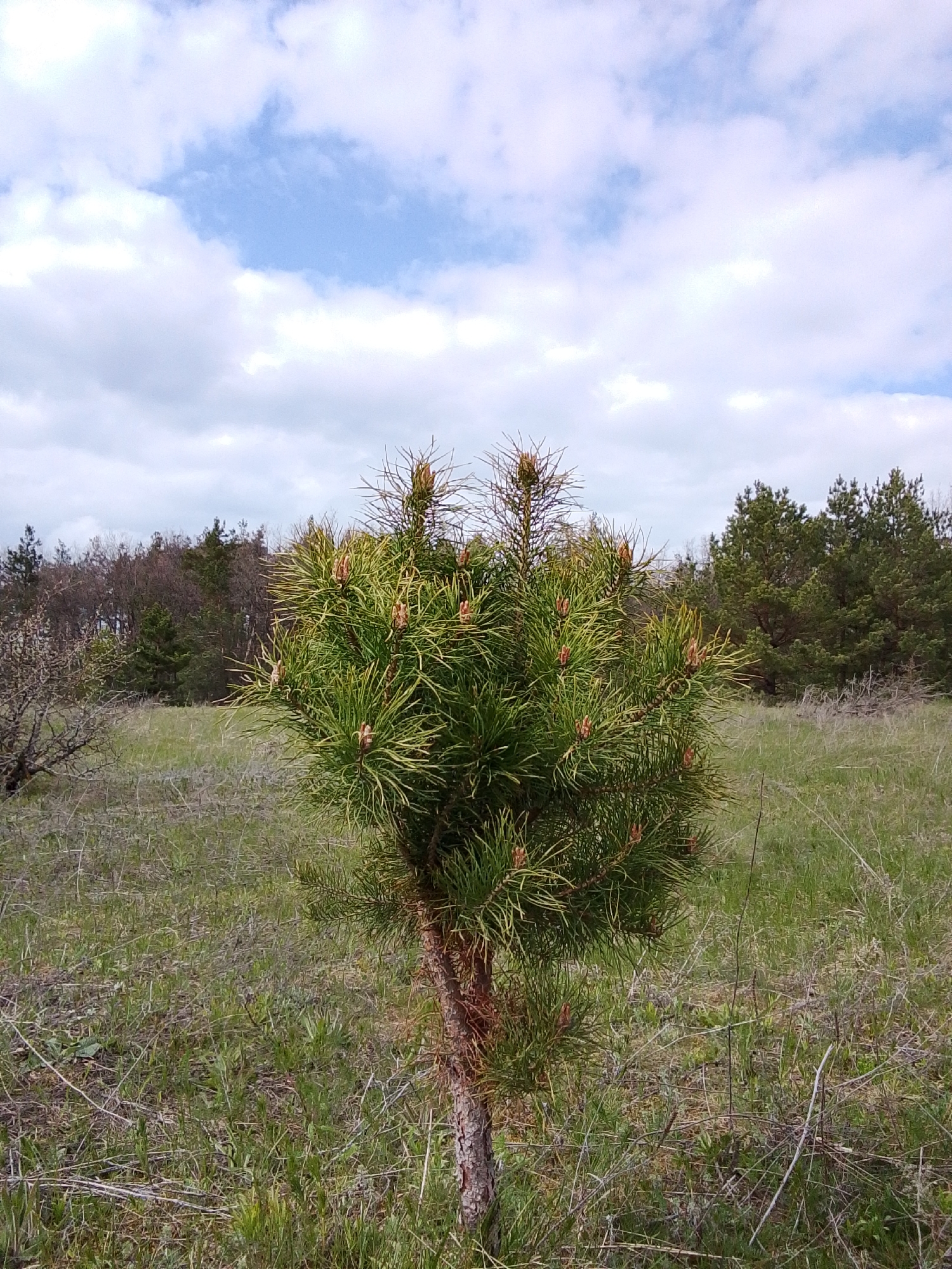 A full-frame outdoor photograph displays a young, vibrant pine tree centered in a grassy field under a partially cloudy sky. The sky features soft white and grey clouds with distinct patches of bright blue showing through.
The young pine tree is the prominent subject, characterized by its dense canopy of bright green needles and numerous developing reddish-brown pine cones or new growth buds. A segment of its textured, light brown trunk is visible at the base. The tree stands in a field of mixed green and dry, light brown grasses and sparse herbaceous plants, some of which are dry and twiggy.
In the mid-ground, to the left of the main tree, a gnarled, bare-branched shrub or small tree is partially visible. The background reveals a dense line of mature conifer trees, predominantly pines, interspersed with some deciduous trees that appear to be in an early stage of leafing out or still bare. These trees form a forest edge under a slightly darker, more uniformly cloudy section of the sky.
No people or animals are present, and no specific activity is taking place. The scene captures a tranquil, natural landscape. The time of day appears to be daytime, likely late morning or early afternoon, with the light suggesting a bright, yet possibly slightly overcast, day. The greening grass and new growth on the pine indicate springtime or early summer. There is no visible text in the image. The setting is consistent with a natural area or forest clearing, aligning with the provided location context of Елец-Маланино, Russia.