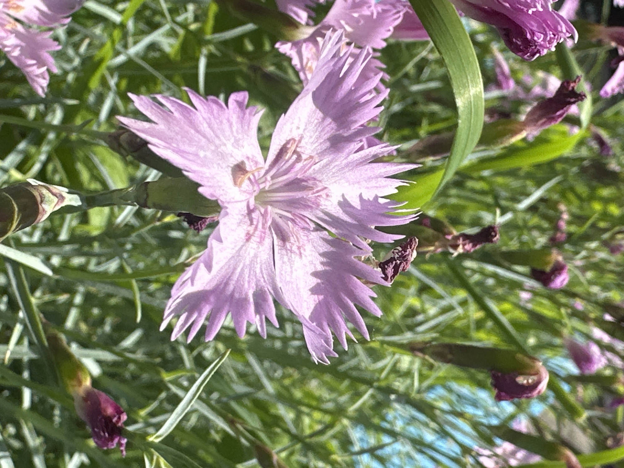 A close-up, eye-level, vertical shot captures a cluster of pink dianthus flowers and their buds. The central focus is a fully bloomed pink dianthus flower with delicate, serrated petals radiating outwards from a lighter-hued center. The petals are a soft pink, with some appearing slightly darker due to shadow. The flower is positioned slightly to the left of the frame, with its stem visible below. Surrounding it are several buds, some partially open, revealing darker pink tips, and others still tightly closed. These buds are elongated and green, transitioning to a reddish-purple at their tips. The background consists of blurred green foliage and thin, grassy stems, with hints of a bright blue sky visible in the upper right corner. The lighting suggests a sunny day, casting subtle shadows on the petals.