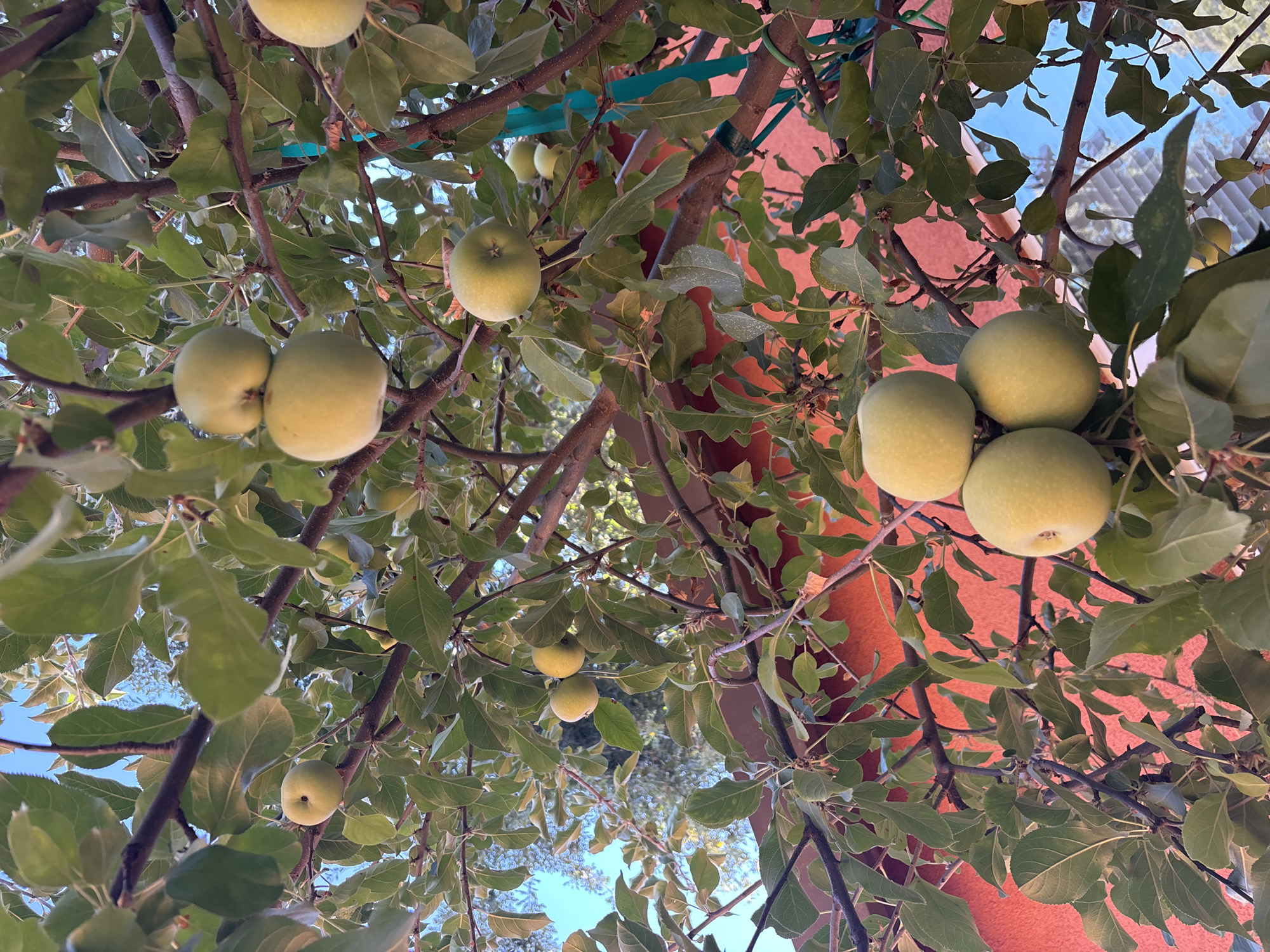 A close-up, low-angle shot shows a cluster of unripe green apples hanging from a tree branch against a backdrop of a terracotta-colored building and a bright blue sky. The apples are predominantly light green, with some showing subtle hints of yellow. They are clustered on the branches, with some apples touching each other, and some appearing in groups of two or three. The leaves of the apple tree are a vibrant green, with varying shapes and sizes, some in sharp focus and others blurred by the depth of field. The branches are a dark brown, some thin and twig-like, others thicker and more substantial. The image was taken in Fair Oaks, California, United States. There are no people or animals visible in the image. The scene is peaceful and natural, highlighting the abundance of fruit on the tree.