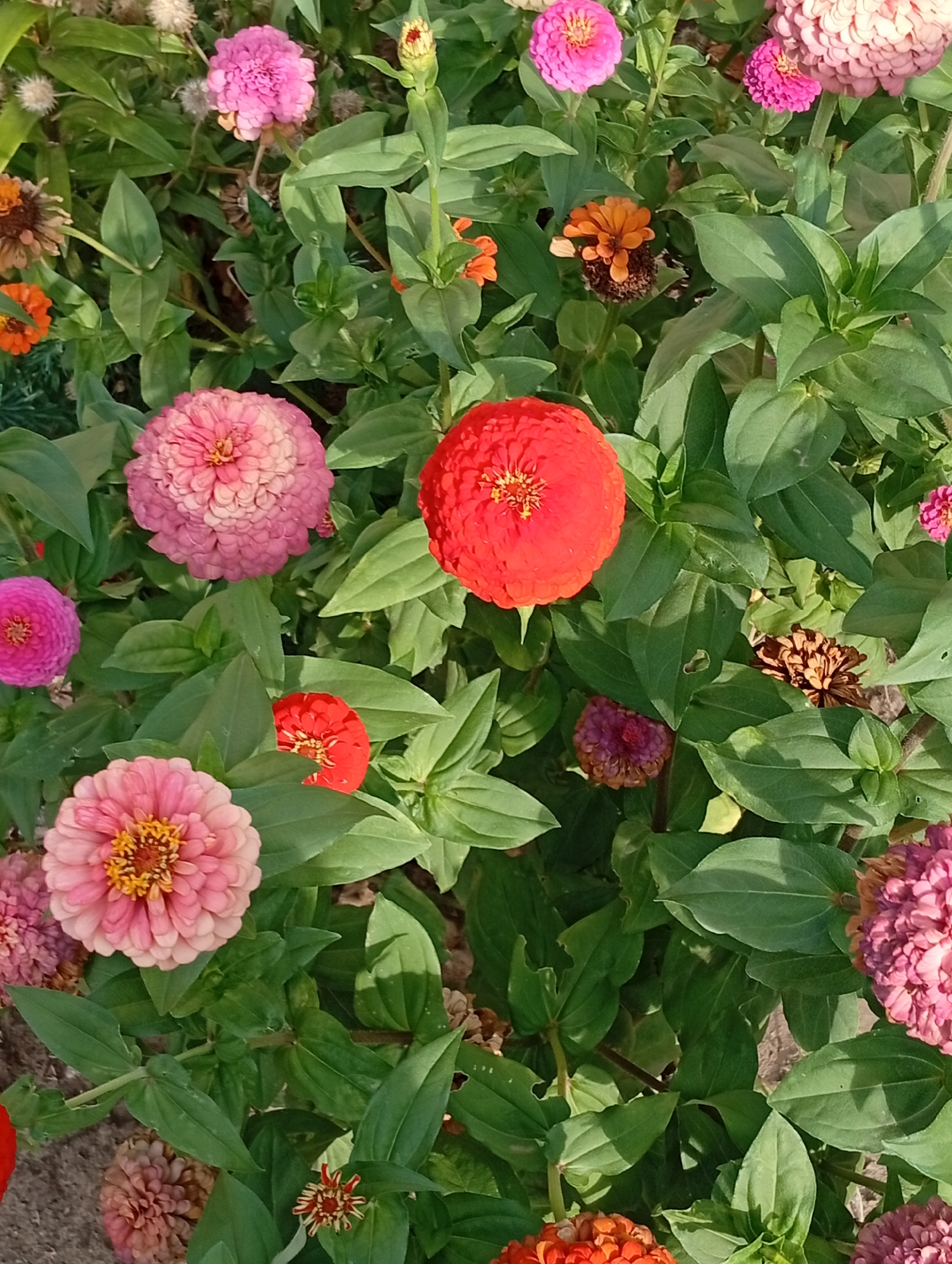The image displays a close-up, overhead view of a flower bed filled with various zinnias in bloom, interspersed with lush green foliage. The zinnias are in different stages of development and showcase a vibrant palette of colors, including shades of pink, red, orange, and purple. Several fully bloomed flowers are prominent, characterized by their layered petals and distinct centers. Some buds and faded blooms are also visible, adding texture and depth to the scene. The foliage is dense and green, with sunlight casting shadows that highlight the texture of the leaves and petals. The overall impression is one of a well-maintained garden, capturing the natural beauty of the flowers.