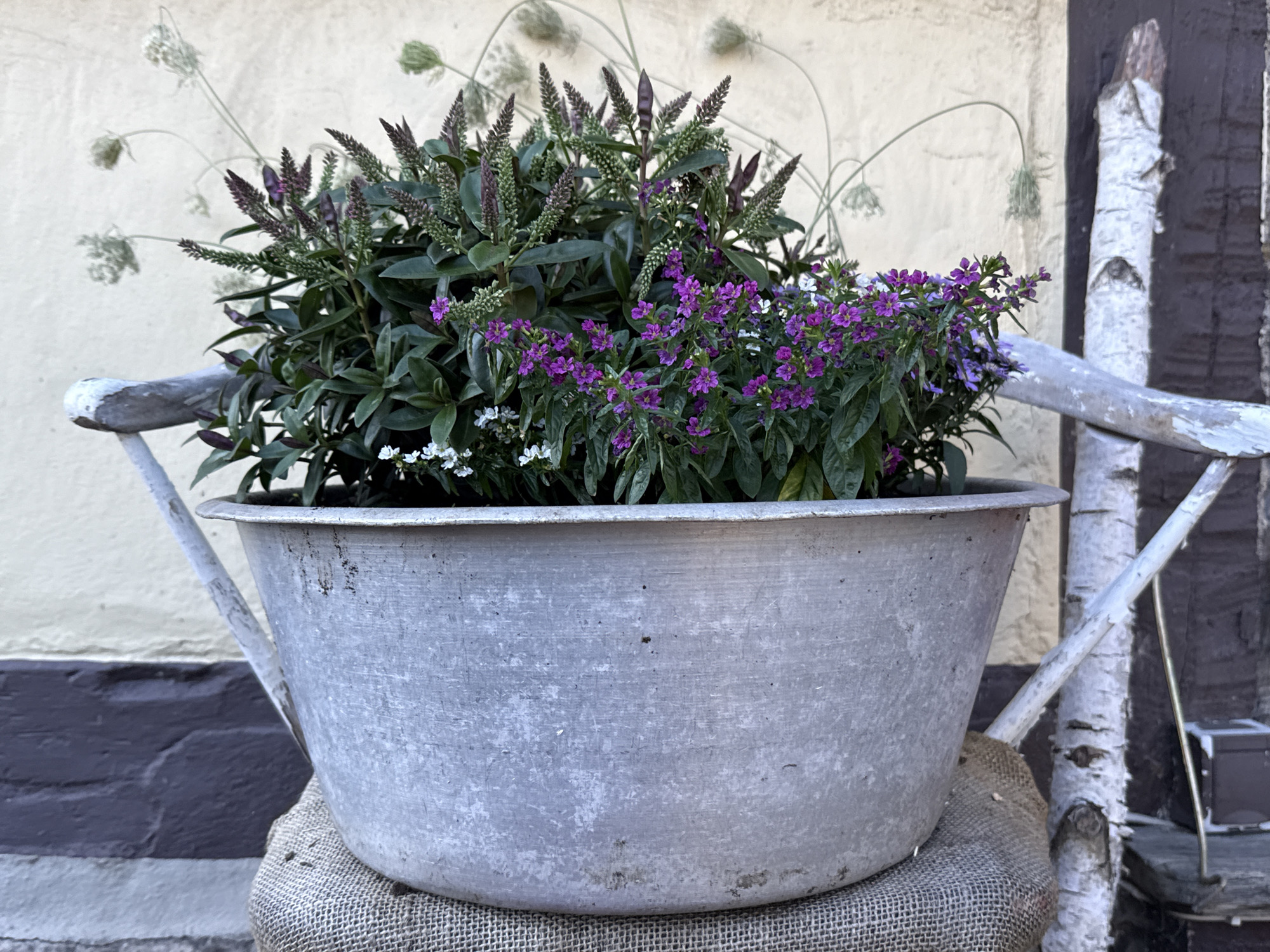 A close-up, eye-level shot captures a rustic scene with a weathered, galvanized metal tub filled with lush green plants and small purple and white flowers. The tub is placed on a burlap-covered surface, resting on what appears to be a distressed wooden chair with visible white paint peeling. Behind the tub, a light-colored wall with a dark brown accent band serves as the backdrop. To the right of the tub, a birch tree trunk, marked with dark knots, stands vertically, partially obscuring a dark wooden structure. Delicate, wispy green seed heads extend from plants behind the tub and curve gracefully towards the light-colored wall. The overall impression is one of natural beauty and weathered charm, suggesting an outdoor setting likely in a garden or patio area.