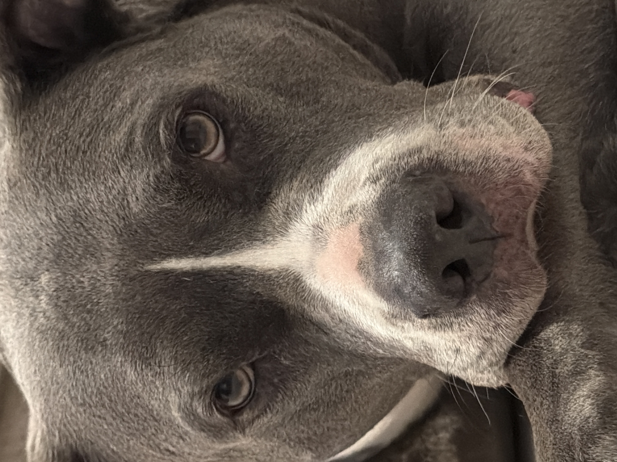 A close-up, angled view of a gray pit bull's face. The dog has a white stripe on its forehead, a pink nose, and brown eyes. The fur appears short and dense. The focus is sharp on the dog's face, with the background out of focus. The setting is indiscernible. There is no information to suggest the location is Esch-sur-Alzette, Luxembourg.