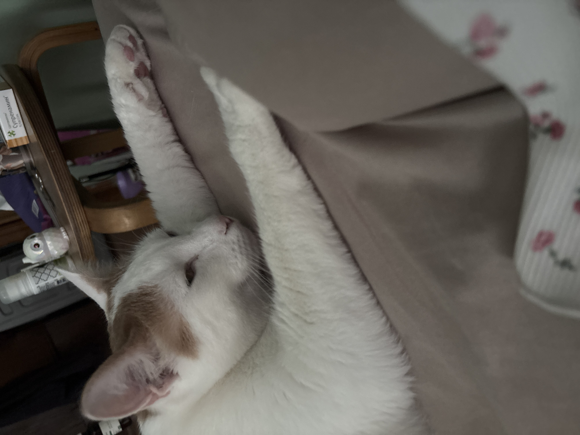A white cat with ginger markings is lying down on a taupe-colored surface, with its front paws stretched out in front of it. The cat's eyes are partially closed, suggesting it is relaxed or sleeping. In the background, a wooden table is visible, holding several items, including a small white owl figurine and a box of medicine with Russian writing. The overall setting appears to be indoors, possibly a living room or bedroom. The image is taken from a close-up perspective, focusing on the cat. The location is Vsevolozhsk, Russia.