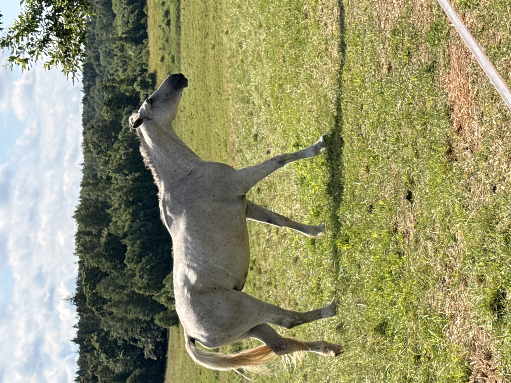 An unbridled, light grey horse walks to the right across a grassy field in Galinė, Lithuania. The horse is facing to the right with its head lowered slightly. The horse's tail is long and light colored. The field is green with some patches of dry grass. In the background, there is a dense line of green trees, and beyond that, a hazy blue sky with white clouds. A portion of a tree with green leaves is visible in the upper right corner of the image. There are no people visible in the image. A white and red striped object is visible in the bottom right corner of the image, partially obscuring the grass.