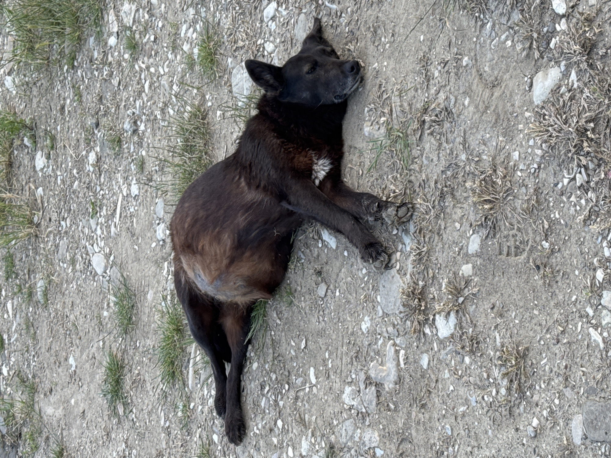 An outdoor, eye-level shot captures a dark-furred dog lying on its side on a patch of uneven ground in Shirokaya Schel, Russia. The dog, which appears to be black or very dark brown with some lighter, possibly reddish-brown undertones on its belly and chest, has a small patch of white fur on its chest. Its eyes are closed, and its body is relaxed, suggesting it is either sleeping or resting peacefully. The ground beneath the dog consists of light-colored dirt mixed with numerous small, pale stones and sparse tufts of green and dry, brownish-grey vegetation. The lighting indicates it is daytime. No people or other objects are visible, and there is no discernible text in the image.