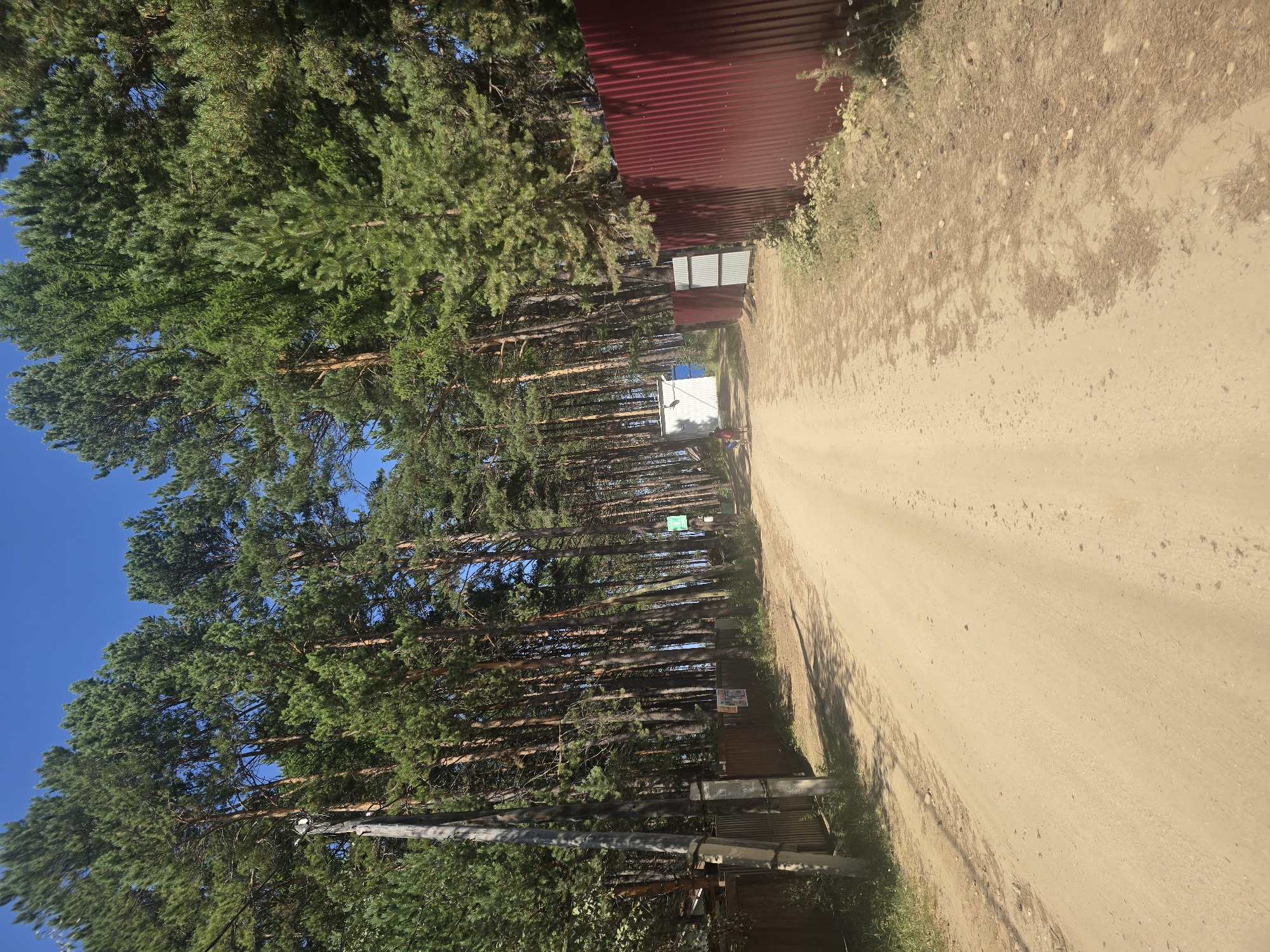 The image depicts a dirt road in Maksimikha, Russia, flanked by tall pine trees. On the left side of the road, a wooden fence and utility pole are visible, with some structures behind the fence. On the right side, a corrugated metal fence, painted maroon, runs along the road. In the distance, a small white building with a blue door and a smaller gray structure are present. Two individuals, one appearing to be an adult and the other a child, are walking away from the camera on the dirt road. The sky is clear and blue.