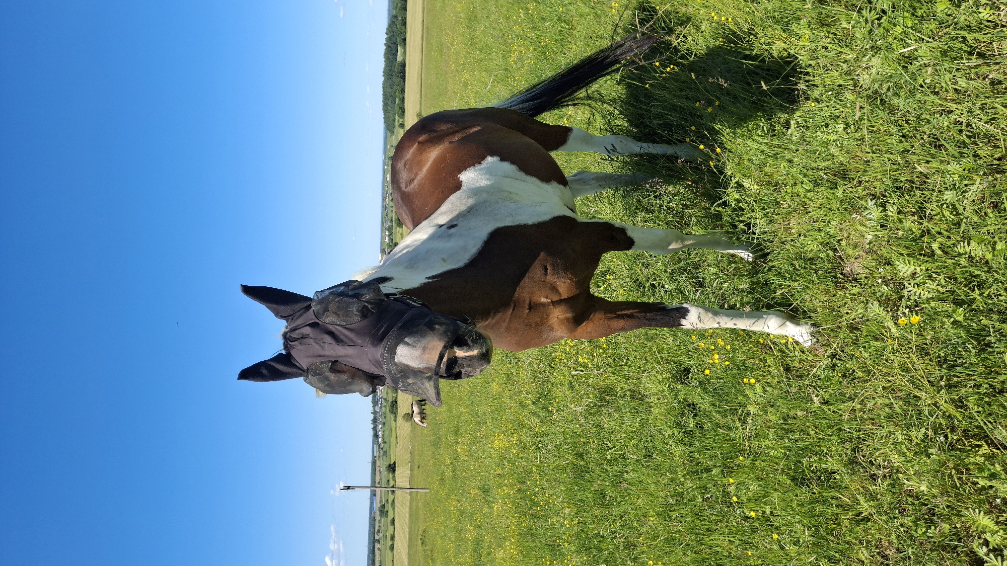 A brown and white horse wearing a fly mask is standing in a grassy field under a clear blue sky. The horse is facing the camera and appears to be looking slightly down. Its mane is white, and its tail is black and bushy. The horse has a large white patch on its side that extends up its neck and over its back. The fly mask covers the horse's eyes and ears and is made of a black mesh material.
The field is covered in lush green grass with small yellow wildflowers scattered throughout. In the background, there are trees and fields, suggesting a rural or agricultural setting. The sun appears to be high in the sky, indicating it is likely daytime. The overall mood is peaceful and serene. There is no visible text in the image.