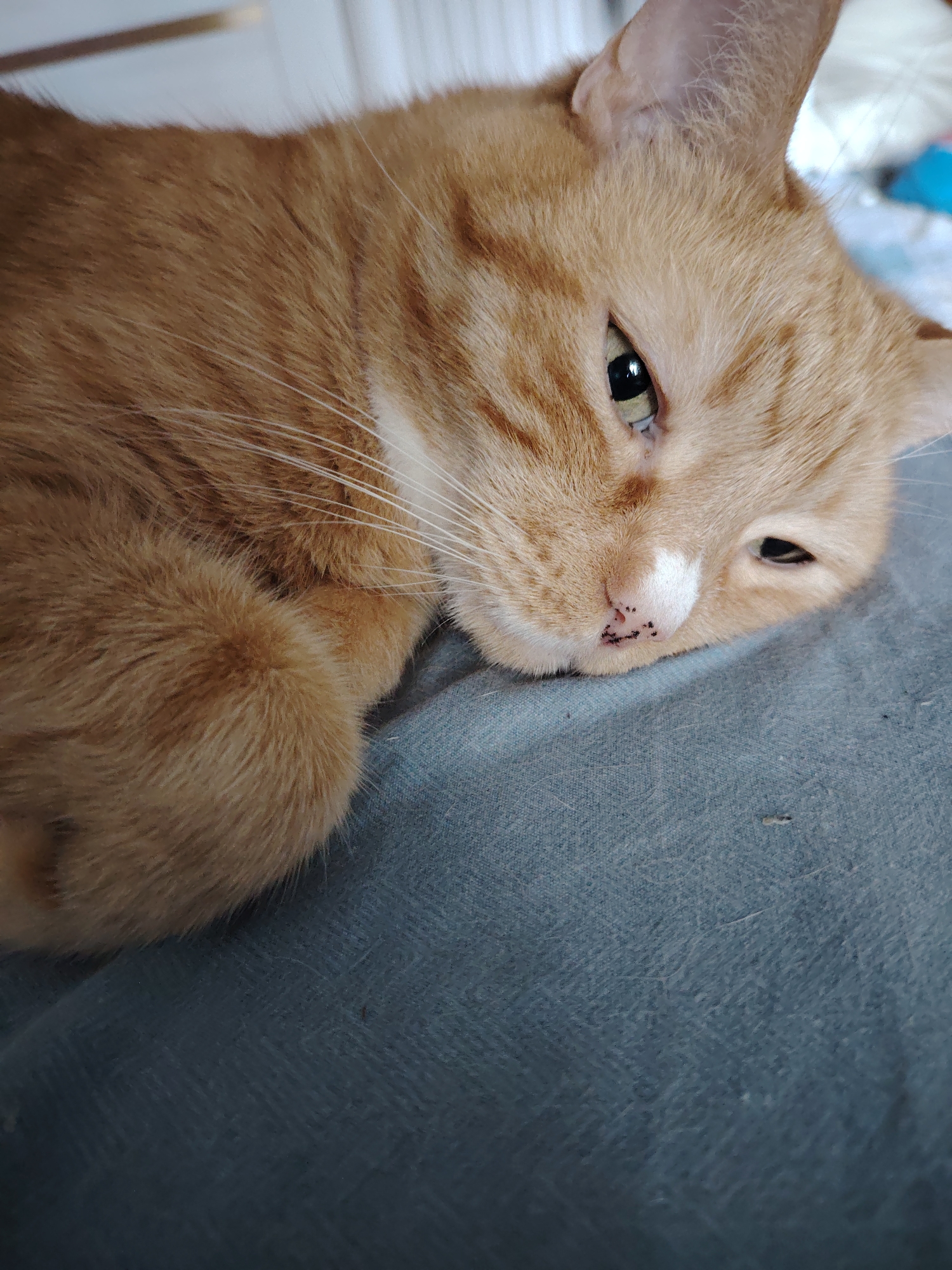 A close-up, eye-level, indoor shot features an orange tabby cat resting on a textured blue fabric surface. The cat's head is turned slightly to the right, with its eyes partially closed and its gaze directed downwards. The cat's fur is a warm orange with darker stripes, and it has white markings on its muzzle. Small black spots are visible on the cat's nose and upper lip. The background is blurred, suggesting an indoor environment, with hints of white and light-colored objects, possibly furniture or a wall, and a blurred blue object. The overall lighting is soft and natural. No specific location in Kyiv, Ukraine is discernible from the image.