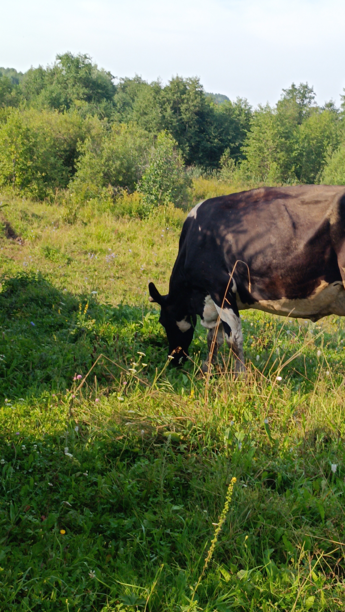 The image depicts a black and white cow grazing in a grassy field. The cow is positioned in the center-right of the frame, with its head lowered to the ground as it eats. The field is lush with green grass and scattered wildflowers. In the background, a dense line of trees forms a natural backdrop, with a pale sky overhead. The lighting suggests it is daytime, with sunlight casting shadows on the grass. The scene is peaceful and natural, conveying a sense of rural life. There is no indication of the city of Karsha, Russia, or any specific urban context within the image.