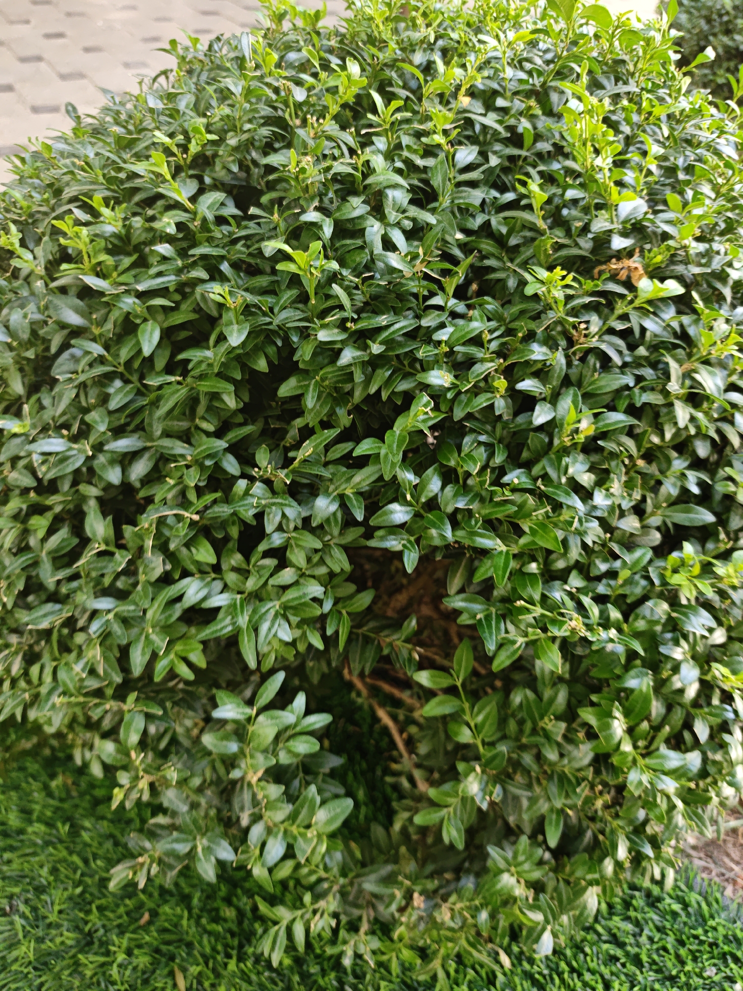 A rounded, dense green bush is positioned centrally in the frame, its leaves appearing waxy and small. The bush is set against a backdrop of light-colored pavers in the upper left corner, and a patch of vibrant green, short-cut grass in the lower left. A few dry, brown leaves are interspersed within the foliage of the bush. The overall lighting suggests an outdoor environment, possibly during daylight. There are no people or animals visible in the image. The scene is devoid of any specific architectural features beyond the pavers. The bush is well-maintained and appears to be a decorative element in a garden or public space.