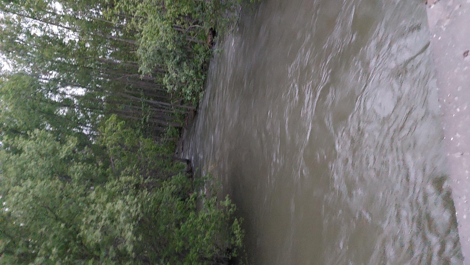 A river flows through a wooded area with tall trees lining its banks. The water is a murky brown and appears to be moving swiftly, with ripples and waves visible on its surface. The trees on the left side of the image are lush and green, with dense foliage, while the trees on the right appear more sparse and have thinner trunks. The river curves gently to the right as it moves further into the distance, disappearing into the trees. A concrete structure, possibly a bridge or retaining wall, is visible in the lower foreground of the image. The overall impression is one of a natural, somewhat wild environment, likely located in a rural or semi-rural setting within the city of Lesnoi, Russia.