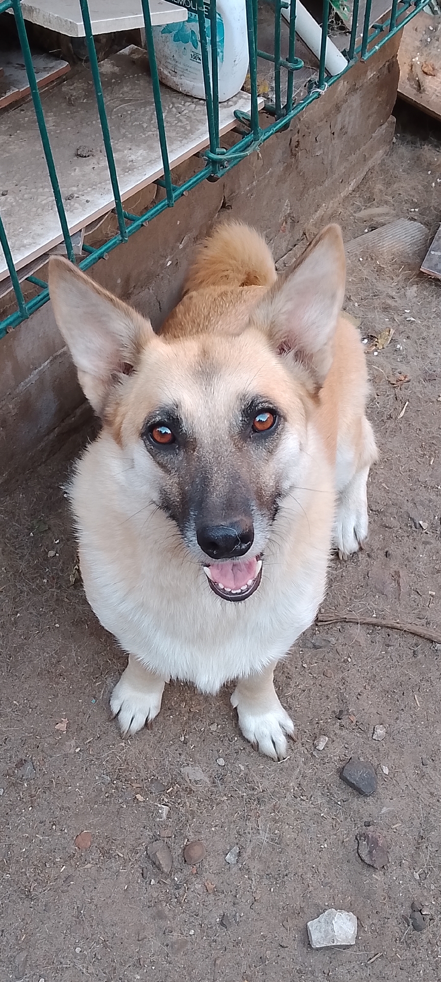An overhead, medium shot captures a light brown dog with dark facial markings and bright amber eyes. The dog is positioned outdoors on a dirt ground, with its front paws visible and positioned in front of its chest. The dog's mouth is open, revealing its pink tongue and teeth, suggesting it may be panting or smiling. In the background, a green metal fence runs horizontally, separating the dog from a stone or concrete ledge with some debris. A white plastic container with blue writing is partially visible on the ledge. The overall environment appears to be an outdoor enclosure or yard, possibly in Belgorod, Russia, given the mention of this location.