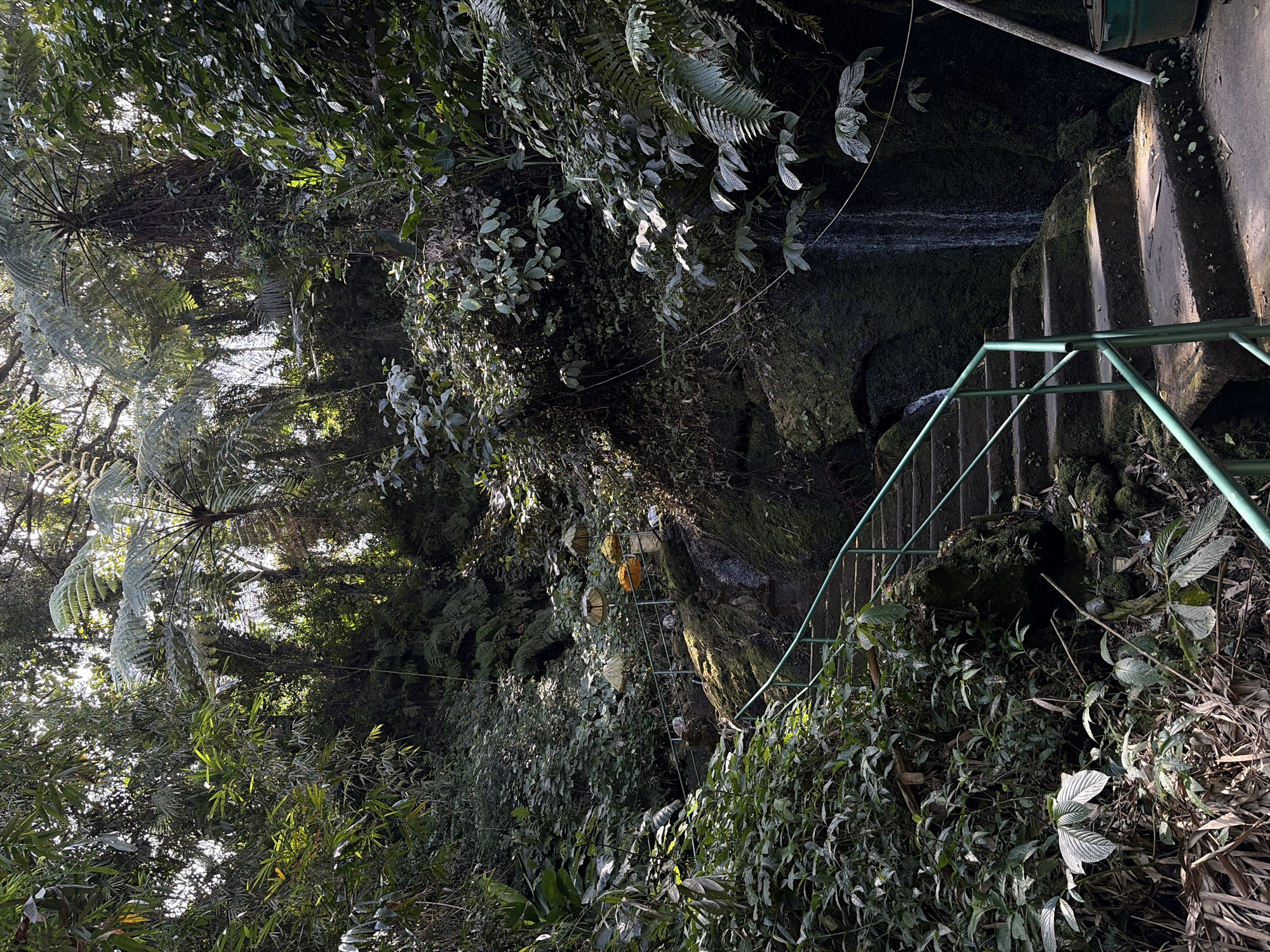 The image depicts a lush, green outdoor environment with dense foliage, likely a tropical rainforest. A concrete staircase with a green metal handrail ascends diagonally from the lower right to the upper left of the frame. The stairs are weathered and covered in moss in places. To the left of the stairs, the ground is covered with dry leaves and fallen branches. To the right of the stairs, a rock face is visible, with a thin waterfall cascading down its moss-covered surface.
Several decorative elements are placed along the staircase and on the rocks. These include what appear to be small statues or figurines, as well as several colorful, umbrella-like structures hanging from poles. The foliage is varied, with large, broad leaves and delicate ferns, interspersed with sunlight filtering through the canopy. The overall impression is of a natural, perhaps slightly mystical, pathway in a humid, vegetated area. The context provided places this scene in Tegallalang, Indonesia, suggesting it is a part of the region's famous rice terraces or a nearby natural attraction.