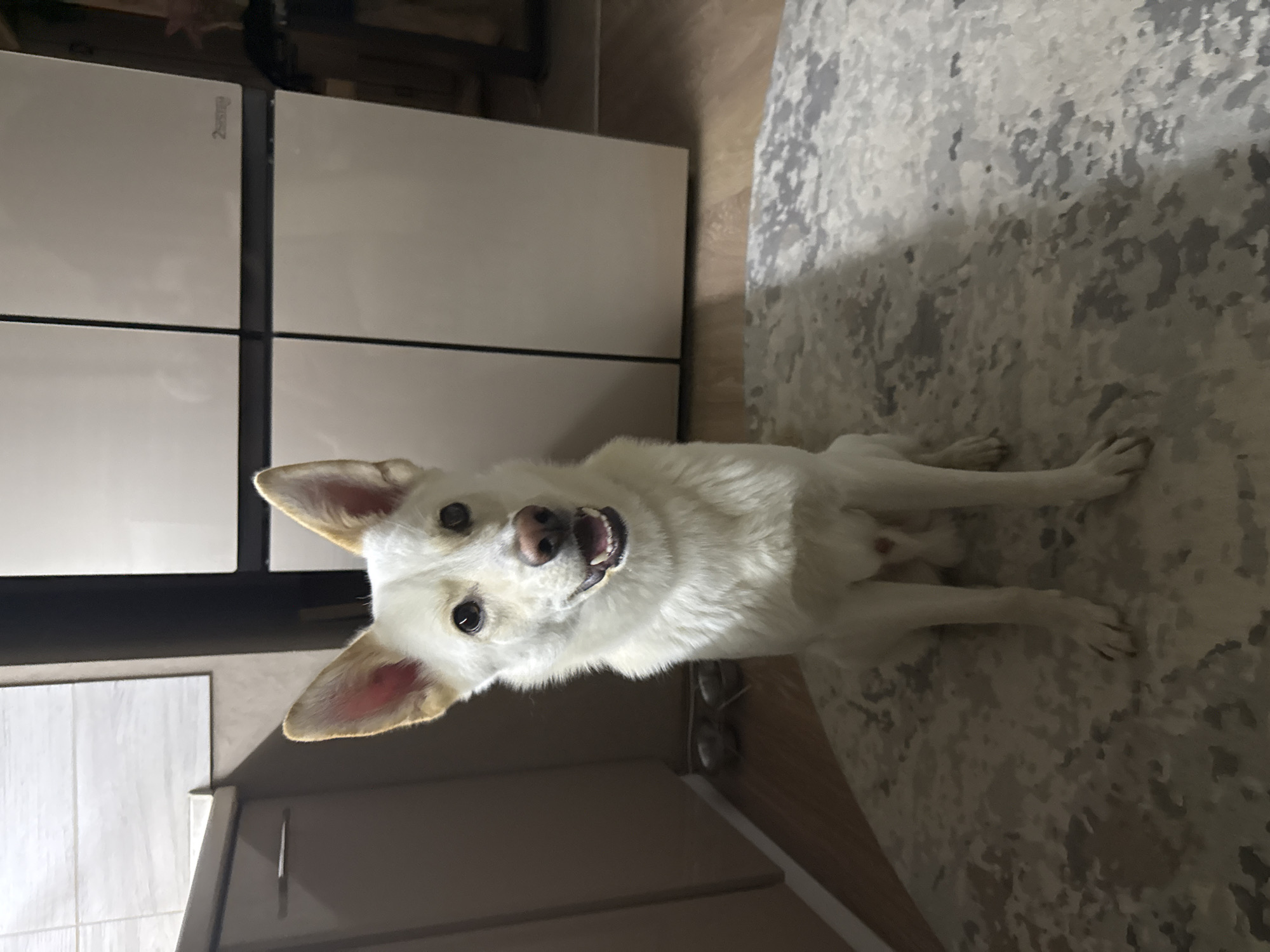 A medium shot shows a white dog with tan markings on its ears and head sitting on a patterned rug in an indoor setting. The dog is looking directly at the camera with its mouth open and tongue visible. In the background, there is a large, modern appliance, possibly a refrigerator, with a light beige finish and black vertical lines dividing it into sections. To the left of the appliance, there are kitchen cabinets and a tiled backsplash. The floor appears to be wood. The lighting suggests it is daytime, with natural light coming from an unseen source and some artificial light contributing to the overall illumination. The environment appears to be a domestic space, possibly a kitchen or living area. The image does not provide any specific information about the location in the city of Марковский, Russia.