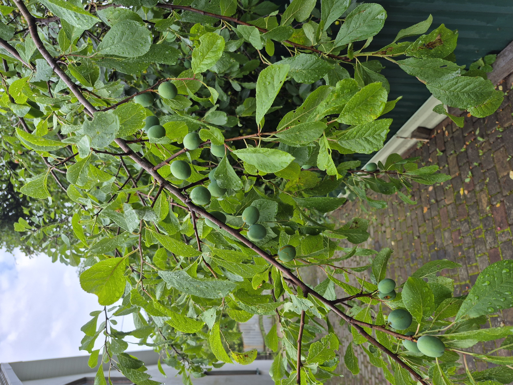 In an outdoor setting, a plum tree branch laden with green plums hangs over a brick pathway and a green fence. The leaves and fruit are wet, suggesting recent rainfall. A portion of a light-colored building is visible to the left of the frame. The sky is overcast. The scene appears to be in a residential or garden area.