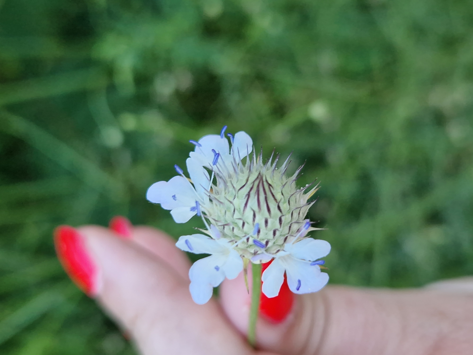 A close-up shot focuses on a delicate light blue flower with purple stamens, held by a person's hand. The flower has multiple petals and a spiky center. The hand, with bright red nail polish on the fingernails, is positioned at the bottom left of the frame, gently holding the stem of the flower. The background consists of a soft, blurred green foliage, suggesting an outdoor setting. The lighting appears natural, possibly indicating daytime. The overall mood is serene and focused on the beauty of the flower. No text is visible in the image. The location context is Sofia, Bulgaria.