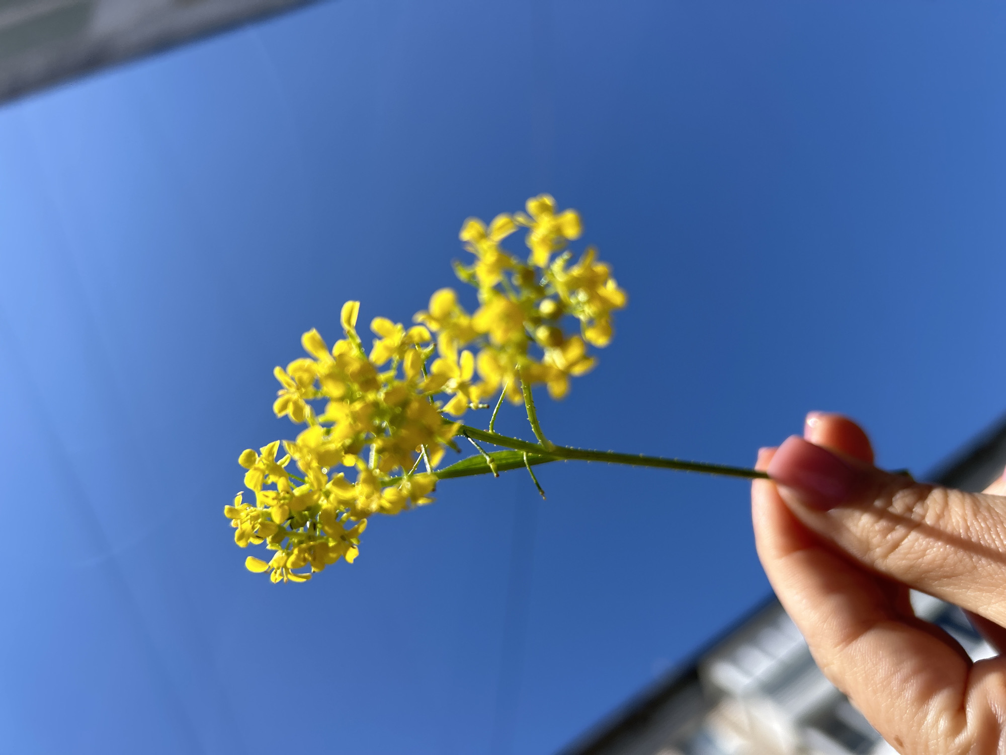 A low-angle, close-up shot features a person's hand holding a sprig of bright yellow flowers against a clear, vibrant blue sky. The hand, with neatly manicured nails painted pink, grips the slender green stem towards the right side of the frame. The yellow flowers are clustered together, forming an inflorescence, and are brightly lit by natural sunlight, which also casts soft shadows on the fingers.
The sky occupies most of the background, appearing cloudless and uniformly deep blue, indicative of a sunny day. In the blurred extreme background, at the top left and bottom right edges, faint, out-of-focus architectural elements, possibly parts of buildings or structures, can be seen. This suggests an outdoor setting, potentially in an urban or semi-urban area like Chaikovsky, Russia. The image emphasizes the simple beauty of the flowers against the vastness of the sky. No text is visible.