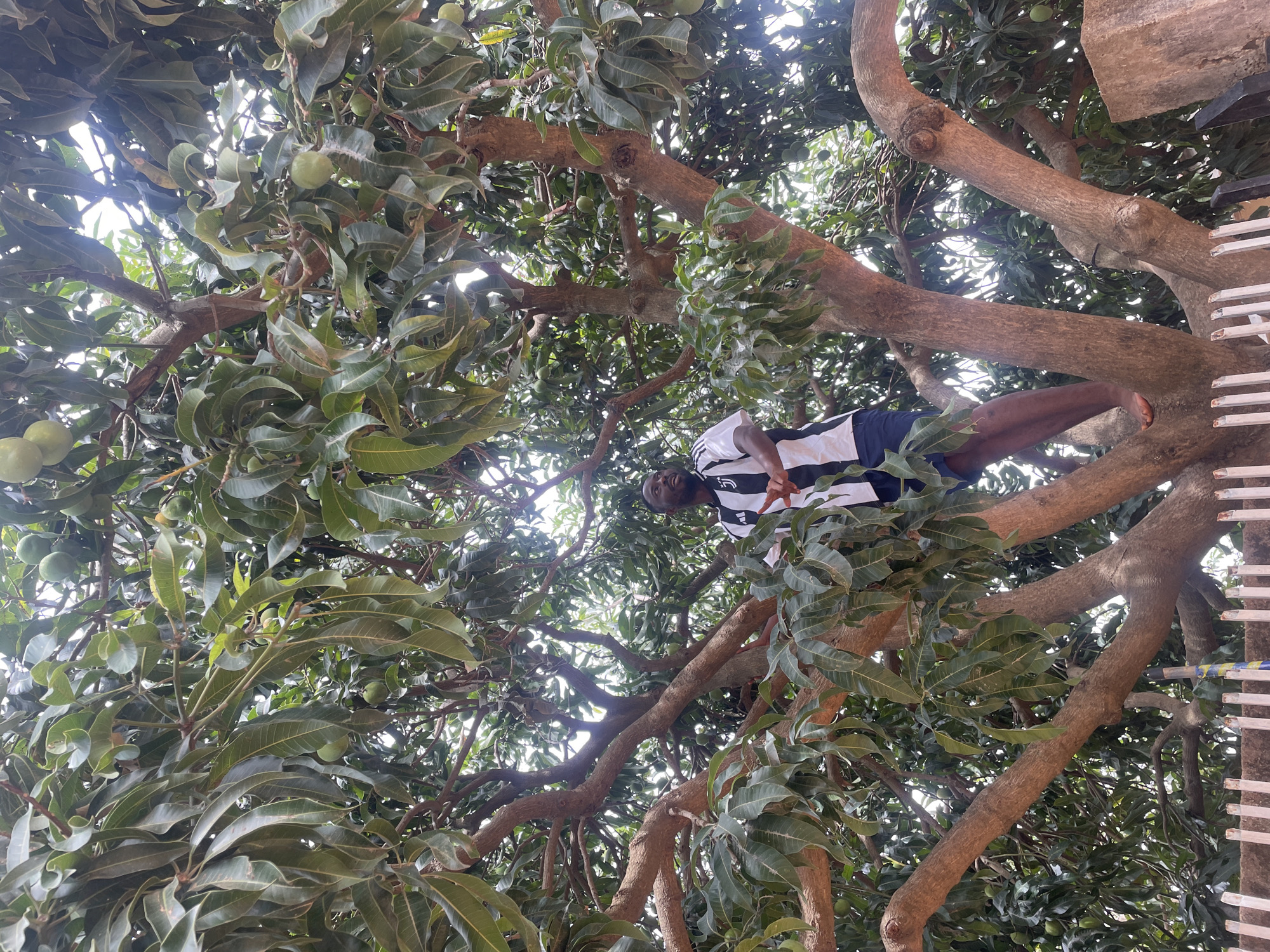 A man in a black and white striped shirt and blue shorts is sitting in a tree. The tree has green leaves and green fruit. The location is Jos, Nigeria.
