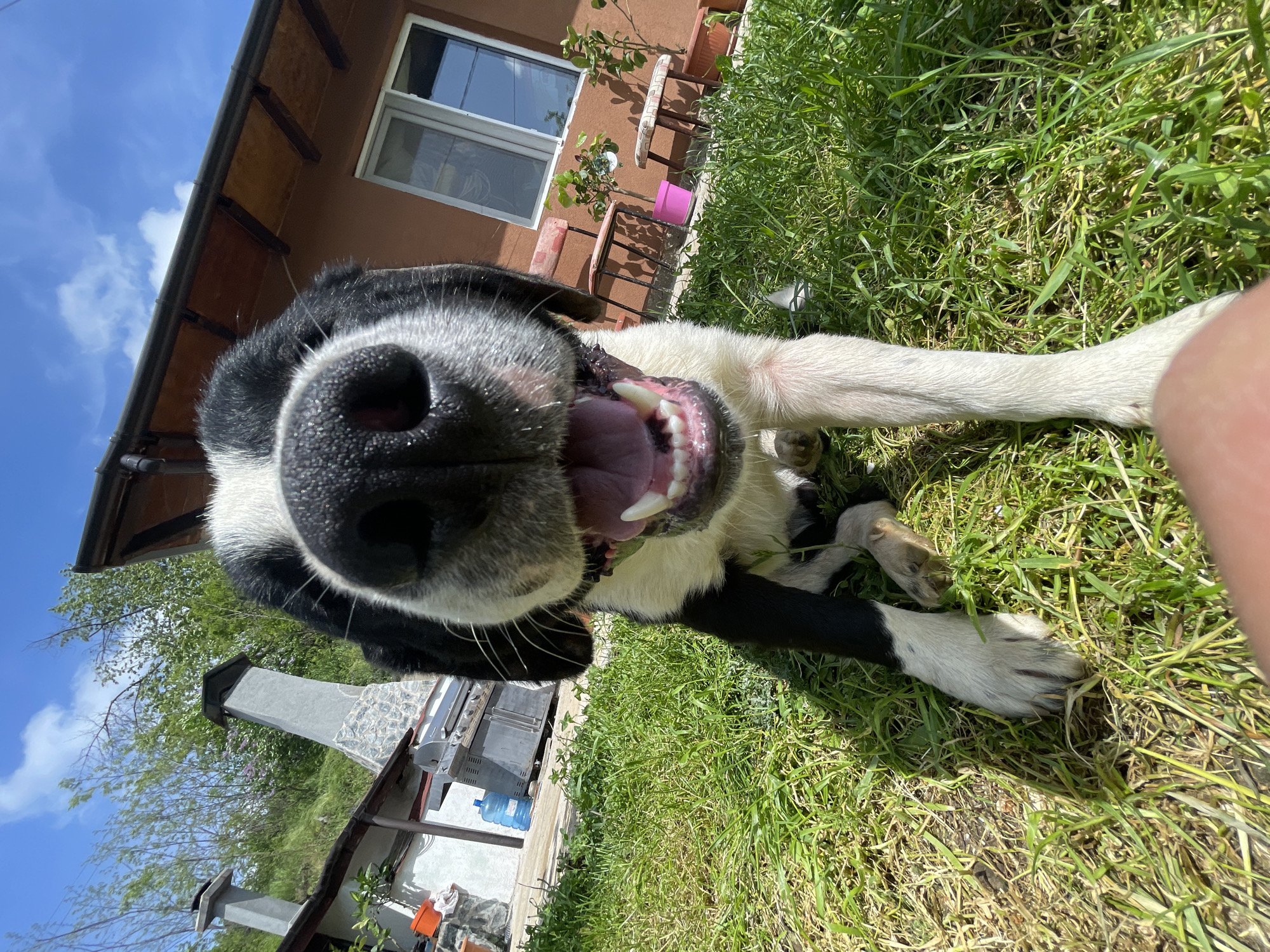 The image shows a close-up, low-angle view of a black and white dog with its mouth open, revealing its teeth and tongue. The dog is lying on green grass. In the background, a house with a brown exterior and a window is visible. There is also a grill and chimney. The sky is blue with some clouds. The location is in Zlatograd, Bulgaria.