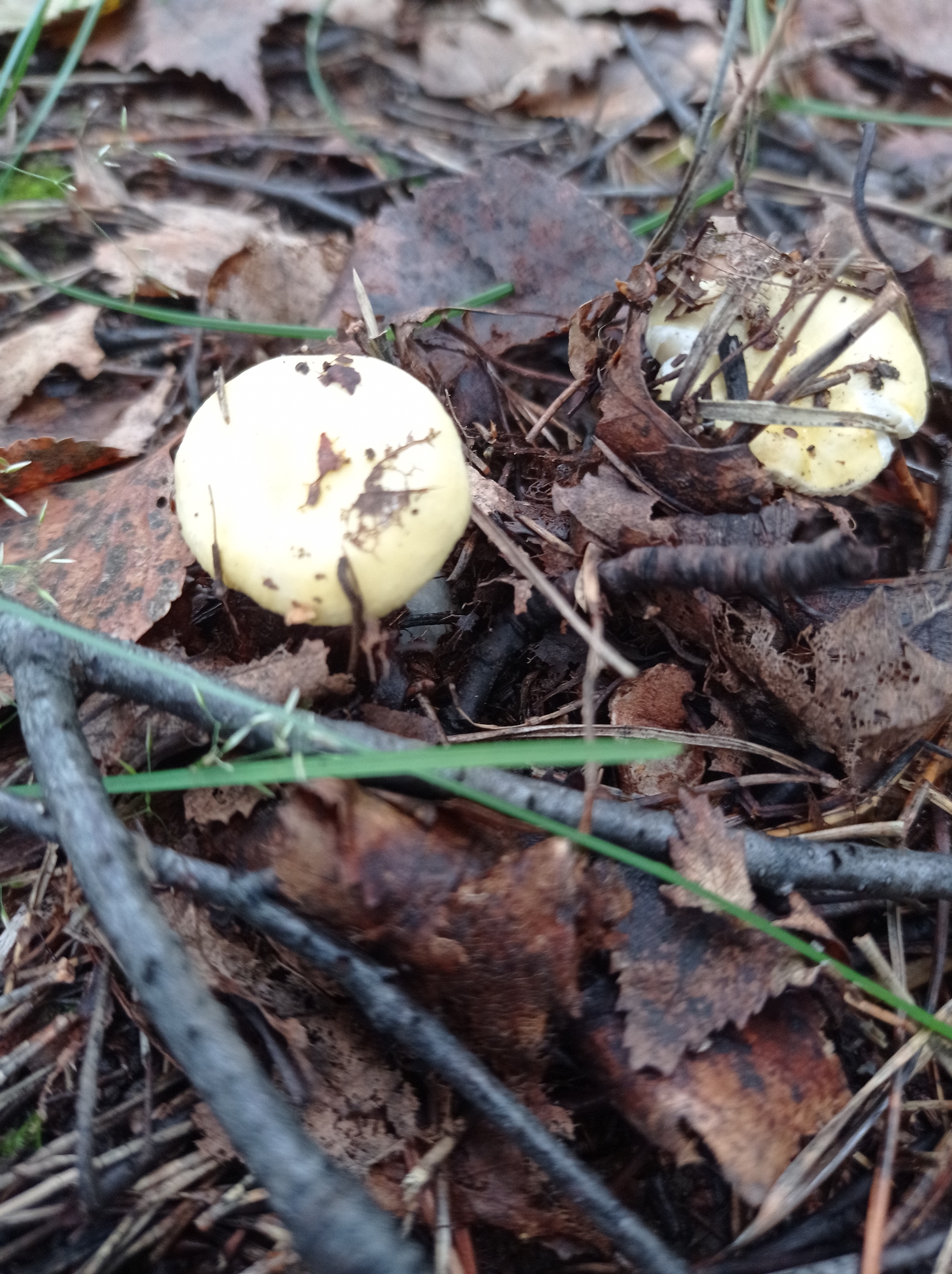 The image is a close-up, eye-level shot of two small, pale yellow mushrooms growing on the forest floor. The mushrooms are partially covered by dry leaves, twigs, and other forest debris. The cap of the mushroom on the left is round and smooth with a few dark brown spots. The cap of the mushroom on the right is less visible, obscured by more debris, but appears to be similar in color and texture. The surrounding environment is characterized by fallen leaves in various shades of brown and grey, thin branches, and hints of green grass. The lighting is diffused, suggesting an overcast day or shade. There are no people or animals visible in the image. The scene appears to be in a natural woodland setting, consistent with the natural environment found in and around Degtyarsk, Russia, a city known for its industrial history and surrounding forested areas.