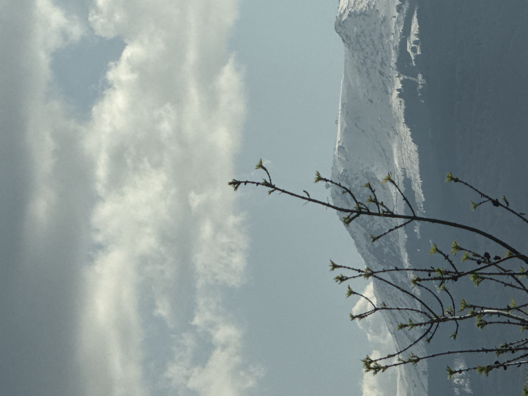 The image captures a scene with a tree branch bearing small, light-green buds in the foreground. Behind the branch, the left side of the image is filled with a sky containing clouds, while the right side shows a snow-covered mountain. Without specific location details in the prompt other than the city of Sofia, Bulgaria, it is difficult to pinpoint the exact location as the image is landscape-oriented. The scene suggests a mountainous region potentially on the outskirts of Sofia. The presence of buds indicates a springtime setting, contrasting with the snow-covered mountain peaks in the background.