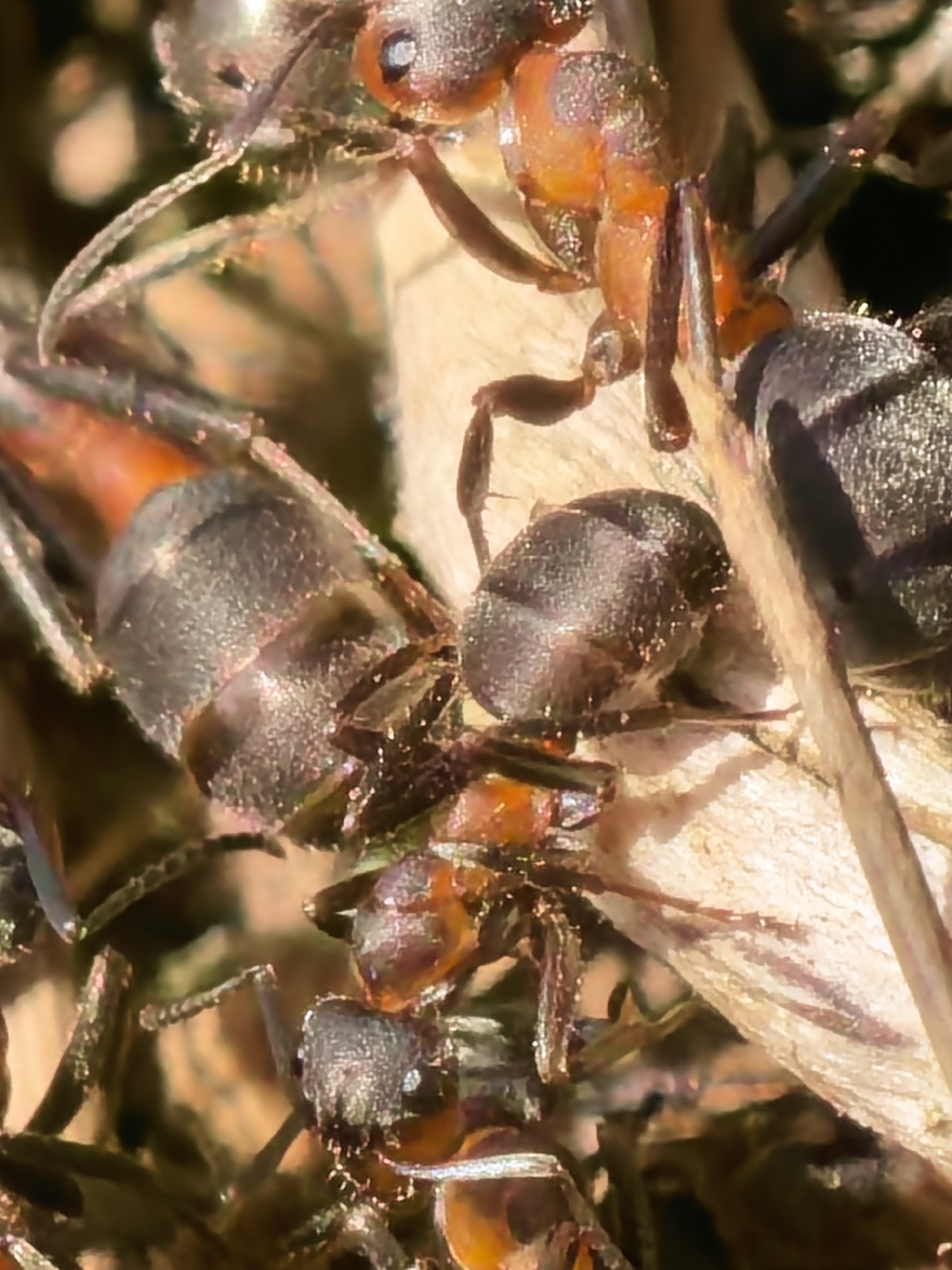This close-up macro photograph captures a bustling scene of several ants. The primary subjects are multiple ants, distinguishable by their segmented bodies, which feature reddish-orange thoraxes contrasting with darker, likely black or dark brown, heads and abdomens. Their exoskeletons show intricate textures and some subtle iridescence, particularly on the darker parts of their bodies.
The ants are actively moving and crawling over a surface composed of what appears to be natural debris, possibly dried plant matter or small pieces of wood, indicated by its light brown and beige tones. Some ants are seen navigating around or over others, suggesting a busy, communal environment. Visible anatomical details include their delicate antennae, prominent eyes, and segmented legs.
The scene is set outdoors, likely at ground level, with a soft, blurred background that emphasizes the sharpness of the ants. The lighting is bright, illuminating the ants and creating highlights on their bodies, indicating a sunny or well-lit environment. There is no specific activity beyond general movement and navigation evident, and no visible text is present in the image.