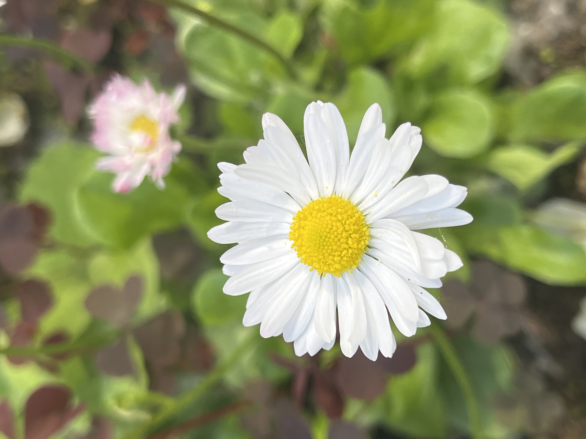 A close-up, high-angle shot shows a white daisy with a bright yellow center, positioned in the foreground. The daisy's petals are white and slightly textured, with a few tiny spiderwebs visible on some. To the upper right, a blurry pink flower with a yellow center is visible. The background consists of out-of-focus green leaves and some reddish-brown foliage. The image was captured in the city of Chaikovsky, Russia, specifically in a garden setting, likely during daytime given the natural lighting. There are no people or animals present.