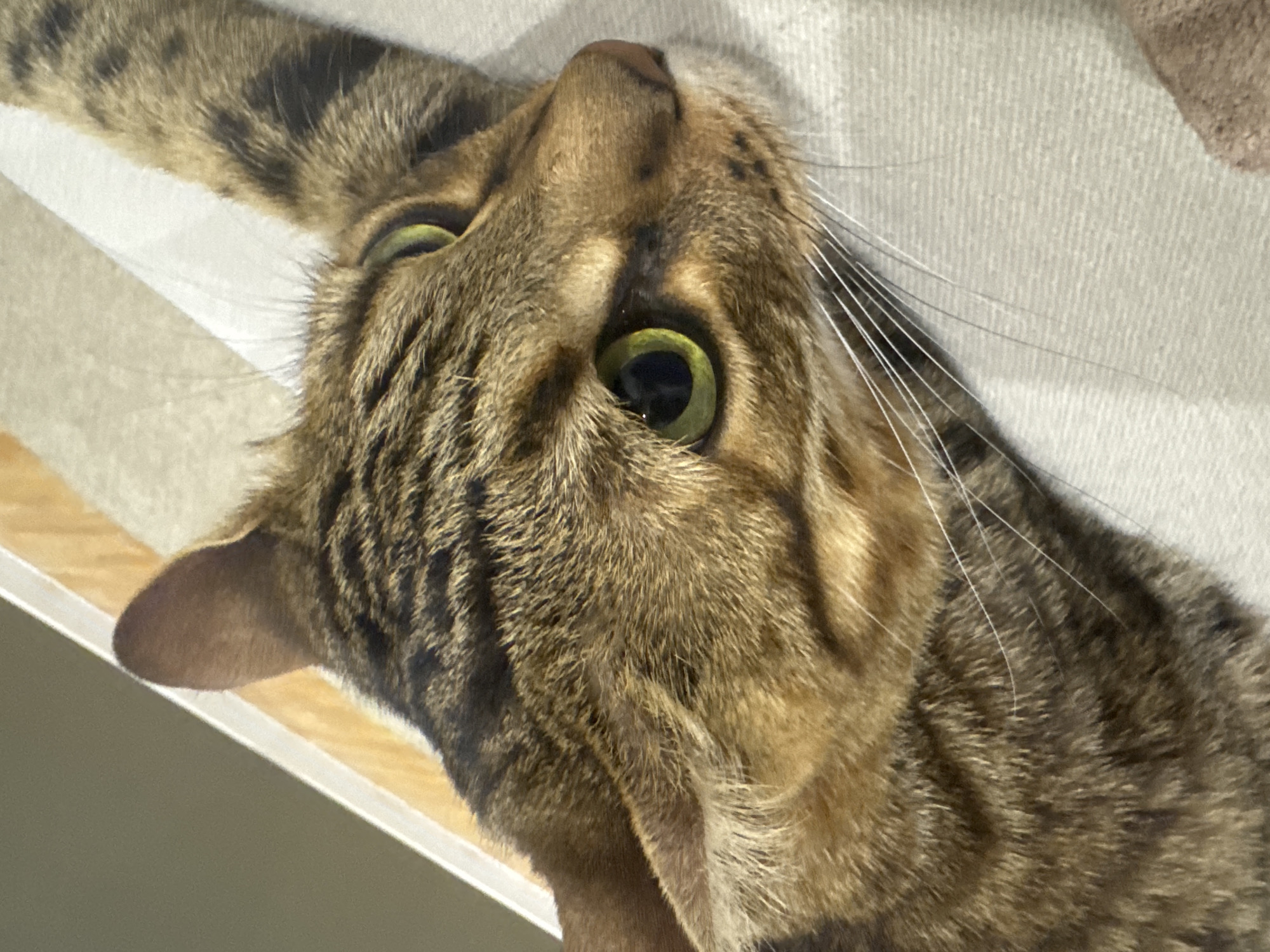 A domestic cat, consistent with a Bengal breed, is depicted in a close-up, diagonal orientation, positioned in an indoor setting in Votkinsk, Russia. The animal exhibits a short, dense coat with brown and golden hues, displaying distinct dark brown tabby patterns, including spots and stripes. Its head is prominent in the foreground. The cat possesses large, round, bright green eyes with black pupils; the left eye (viewer's right) reflects a distinct light source. A pinkish-brown nose and numerous long white whiskers are visible extending from the muzzle. The cat's body is partially visible, lying on a light-colored, textured fabric surface, possibly upholstery or a blanket. One patterned front paw is extended towards the lower right. In the upper right background, a blurred light brown wooden surface, separated by a thin white trim, transitions to a plain, darker grey-green wall. The scene is illuminated by ambient light.
