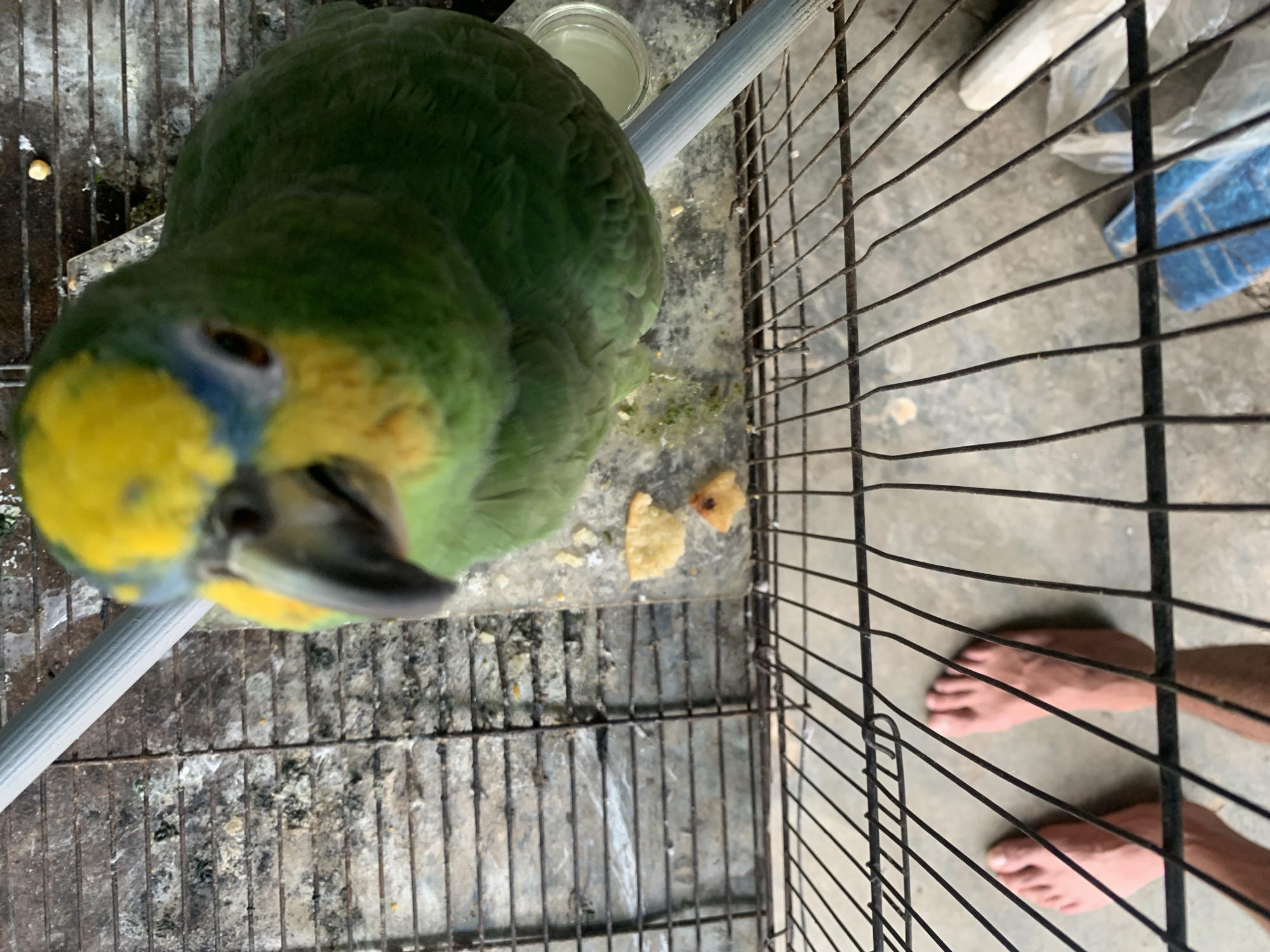 The image provides an overhead perspective looking down into a birdcage, where a green parrot, identified by its vibrant yellow and blue head markings as likely a blue-fronted Amazon, is the central subject. The parrot's head and upper body are prominently featured, with its dark eye looking directly at the viewer, conveying curiosity.
The parrot is perched on a grey PVC pipe inside its cage. The cage floor, a rusty metal grate, is visible below the parrot, covered with accumulated droppings and scattered food debris, including some light-colored crumbs that could be bread or fruit. A small, clear glass or cup containing a milky white liquid is also present within the cage.
Beyond the cage bars, a concrete floor stretches out, appearing somewhat weathered. A pair of human bare feet are visible on this concrete floor, suggesting a person is standing adjacent to the cage. A blue plastic object, possibly a bag or cloth, is partially visible in the background outside the cage. The lighting is diffused, indicating a daytime setting without direct sunlight. There is no visible text in the image. The scene is set in Santa Ana, Venezuela.