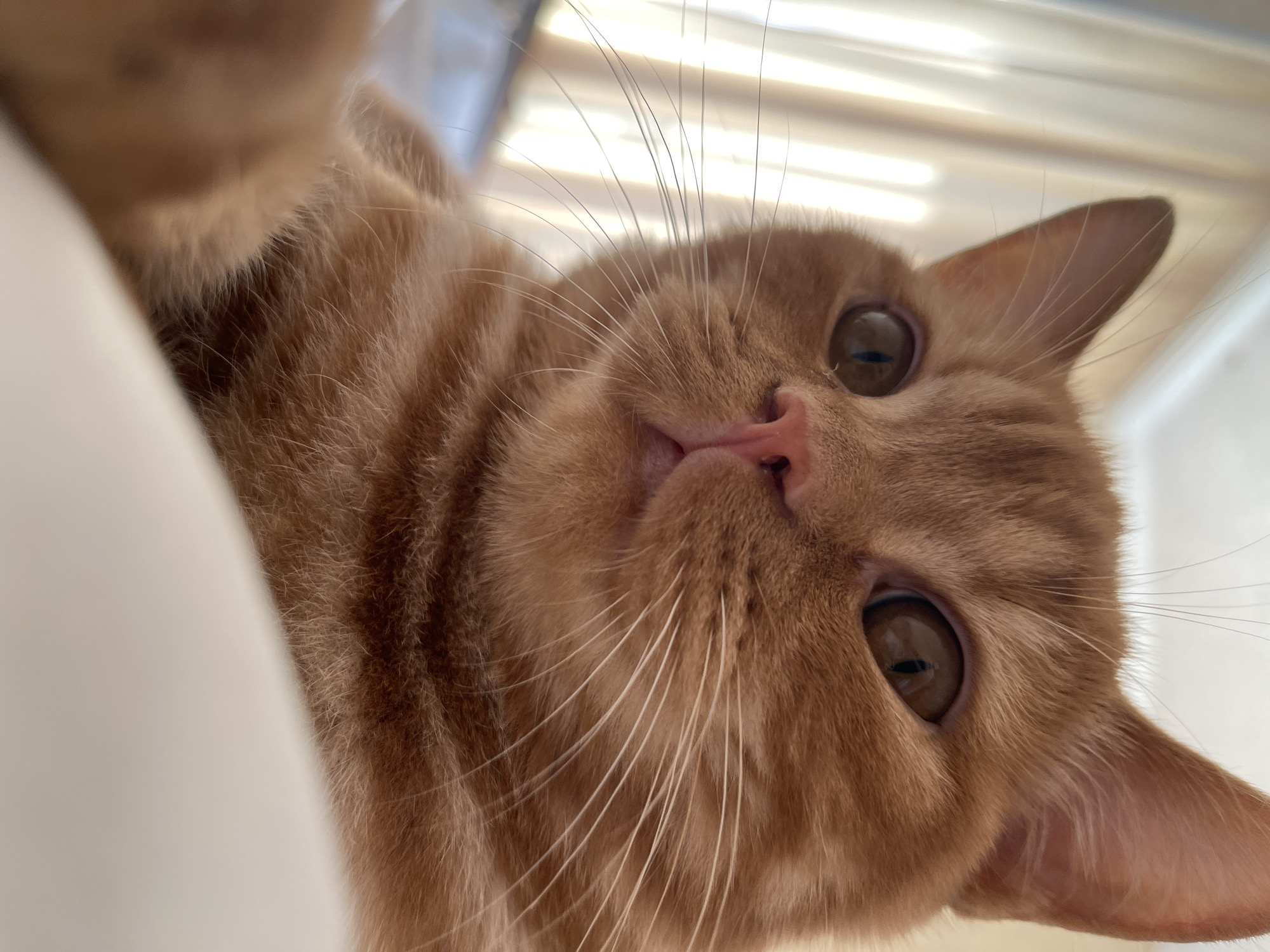 A close-up, low-angle shot captures an orange tabby cat's face against a blurred background of vertical blinds. The cat's large, expressive eyes are a warm brown, with visible pupils. Its pink nose is prominent, and long, white whiskers fan out from its muzzle. The cat's fur displays characteristic orange stripes. One of the cat's front paws is visible in the lower left corner of the frame, slightly out of focus. The overall lighting is soft and diffused, likely from the window behind the blinds. There is no information in the image to suggest it is located in Kommunarka, Russia.